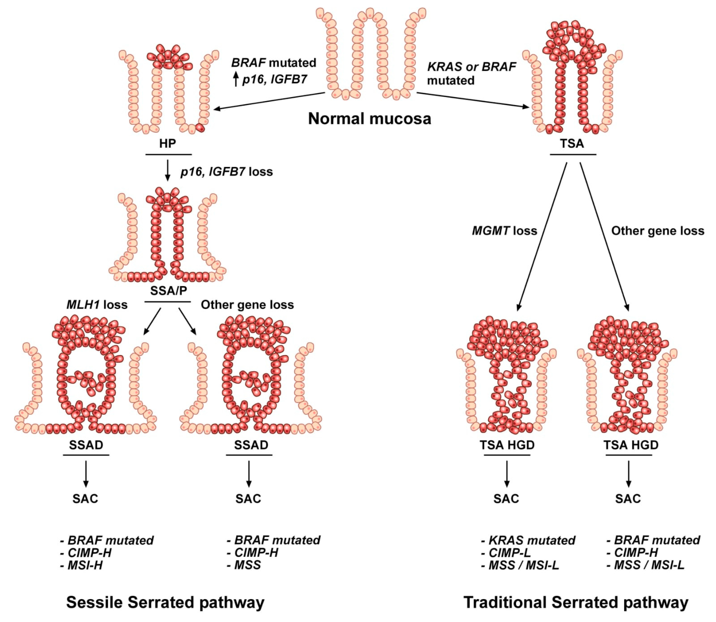 Colorectal Cancer Pathways