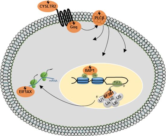 Cancers Free Full Text Emerging Therapeutic Opportunities Based On Current Knowledge Of Uveal Melanoma Biology Html