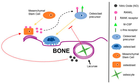 Cancers | Free Full-Text | The Bone Extracellular Matrix as an Ideal