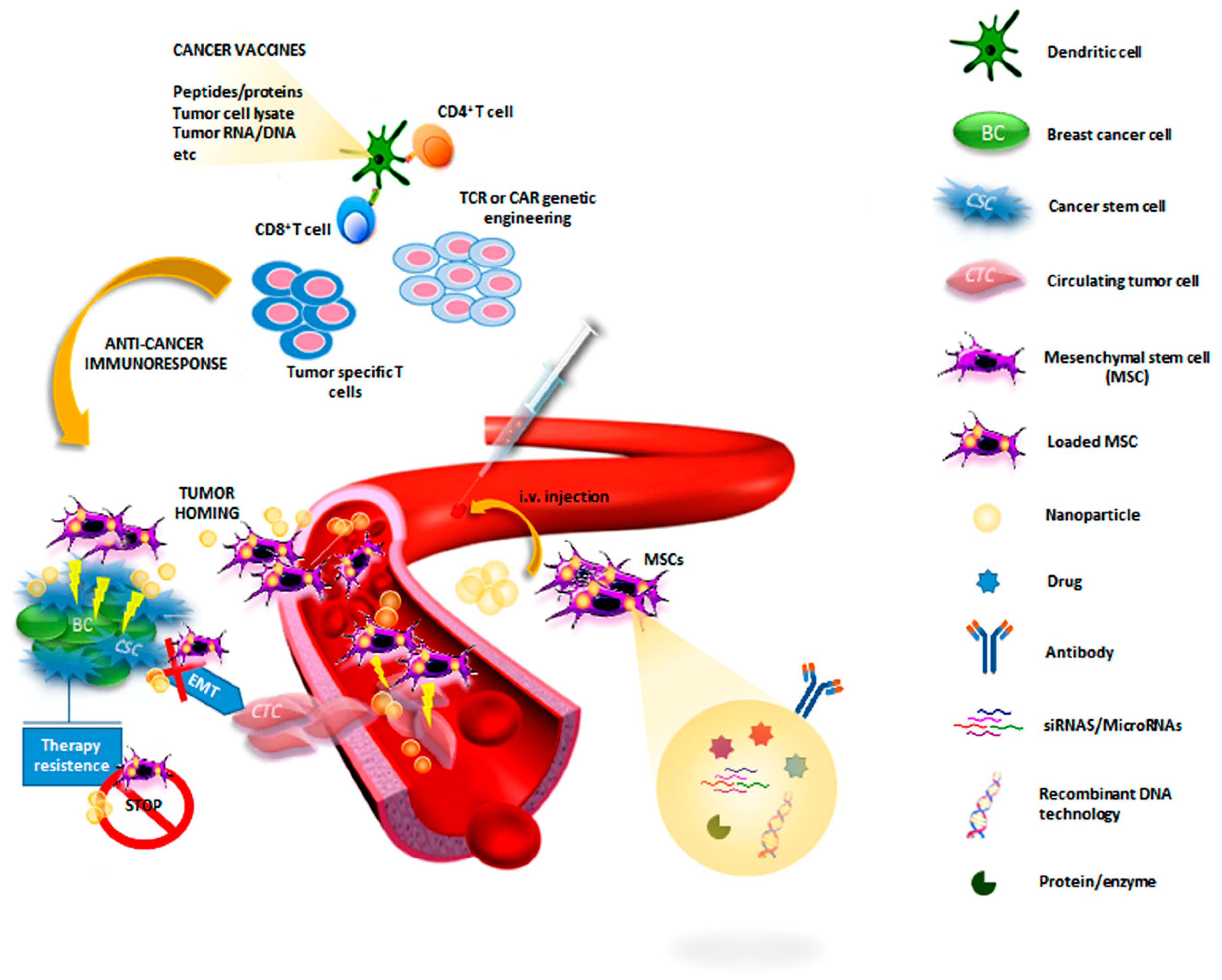 Cancers Free Full Text The Role Of Breast Cancer Stem Cells As A