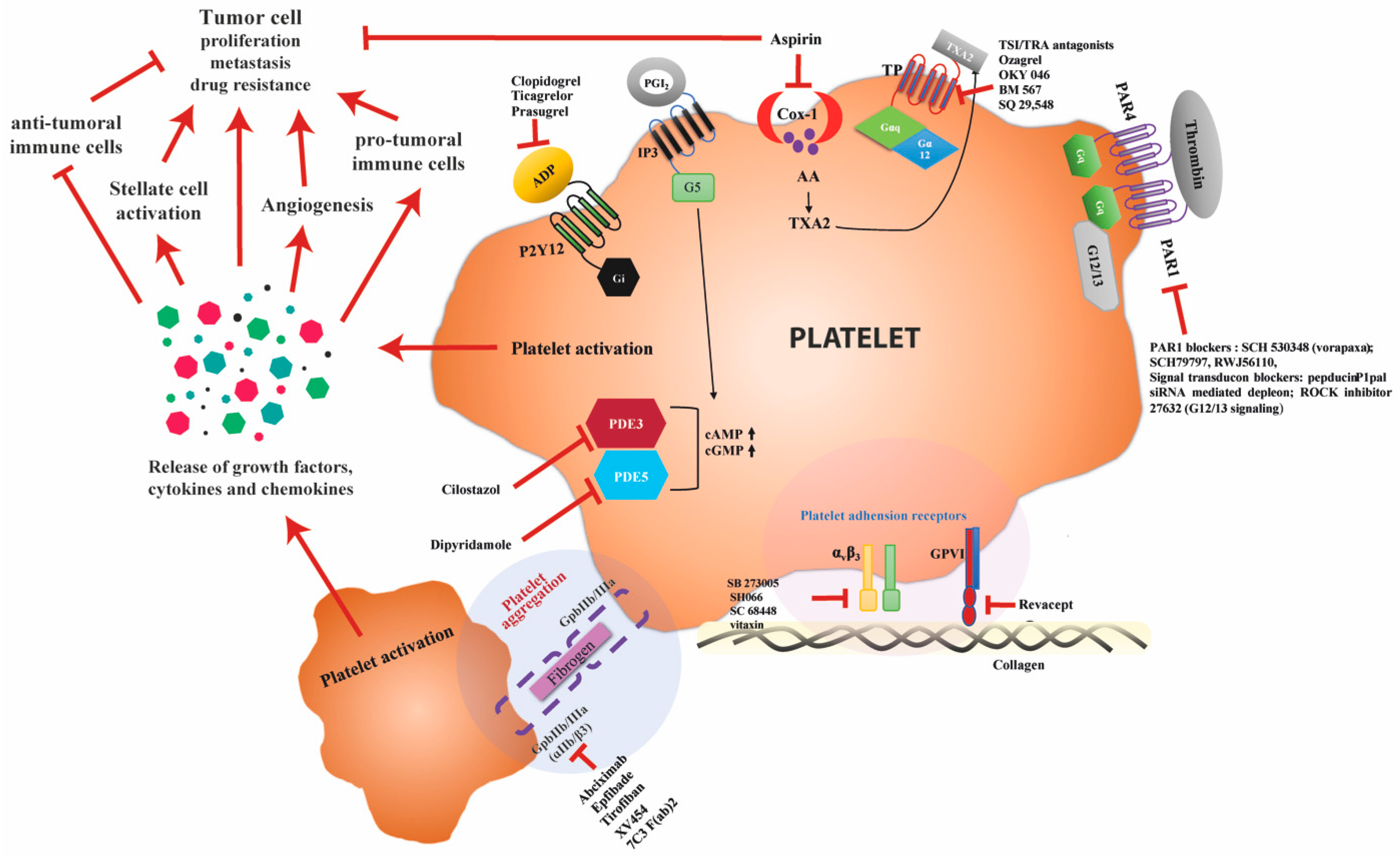 Cancers 11 01022 g002