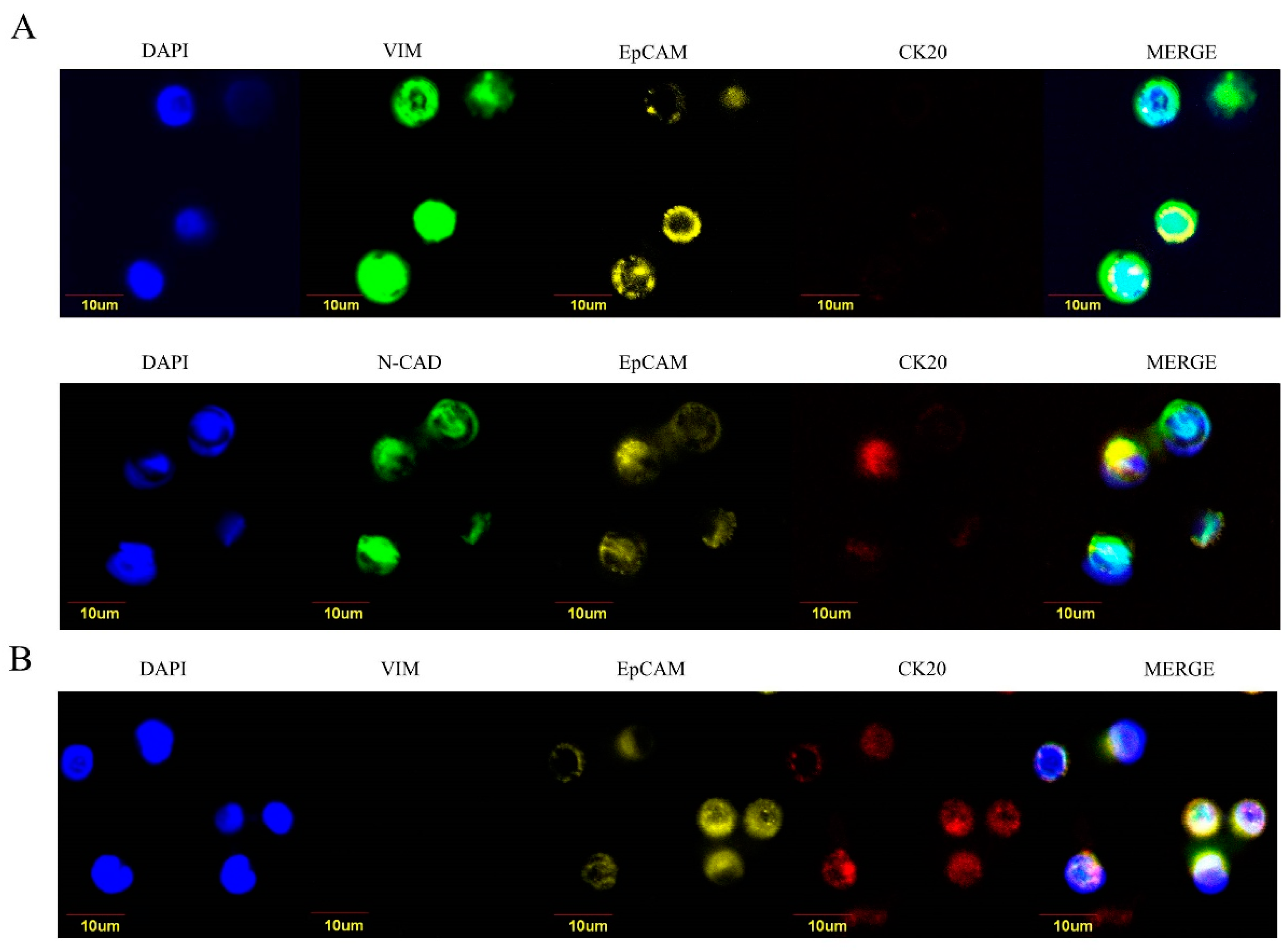 Cancers 11 01042 g003 Cancers 11 01042 g003