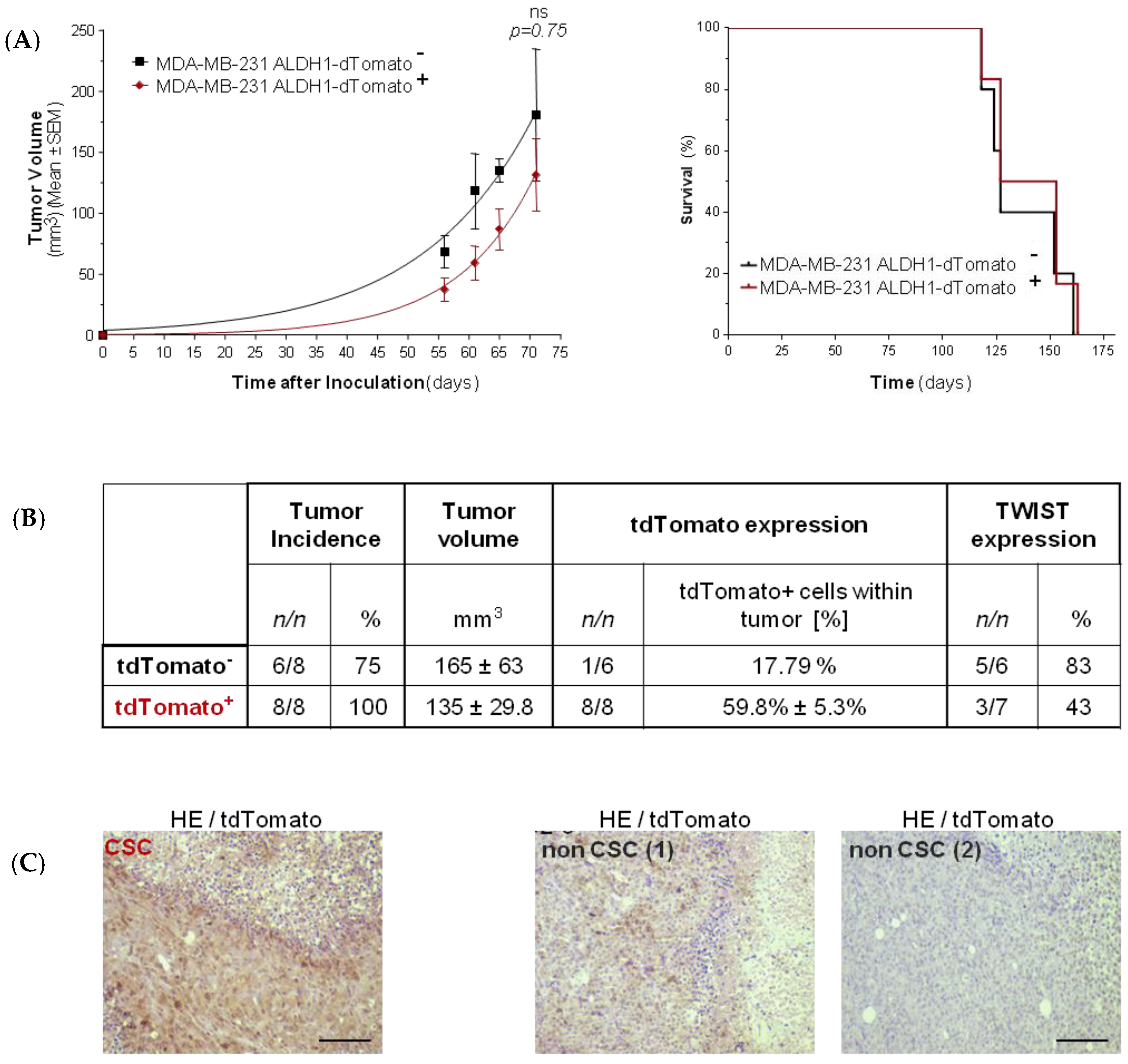 Cancers 11 01058 g004 Cancers 11 01058 g004