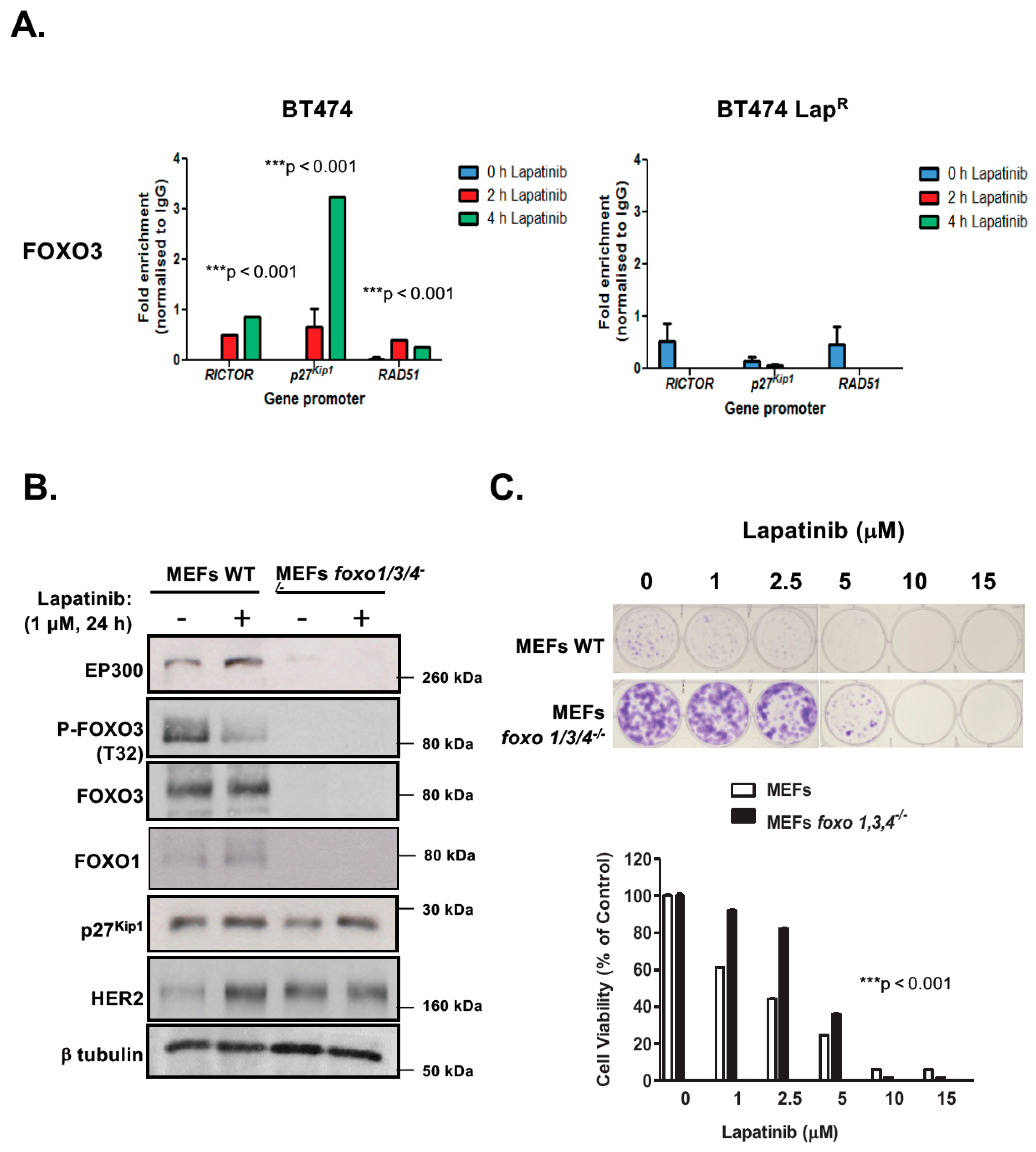 Cancers 11 01067 g002