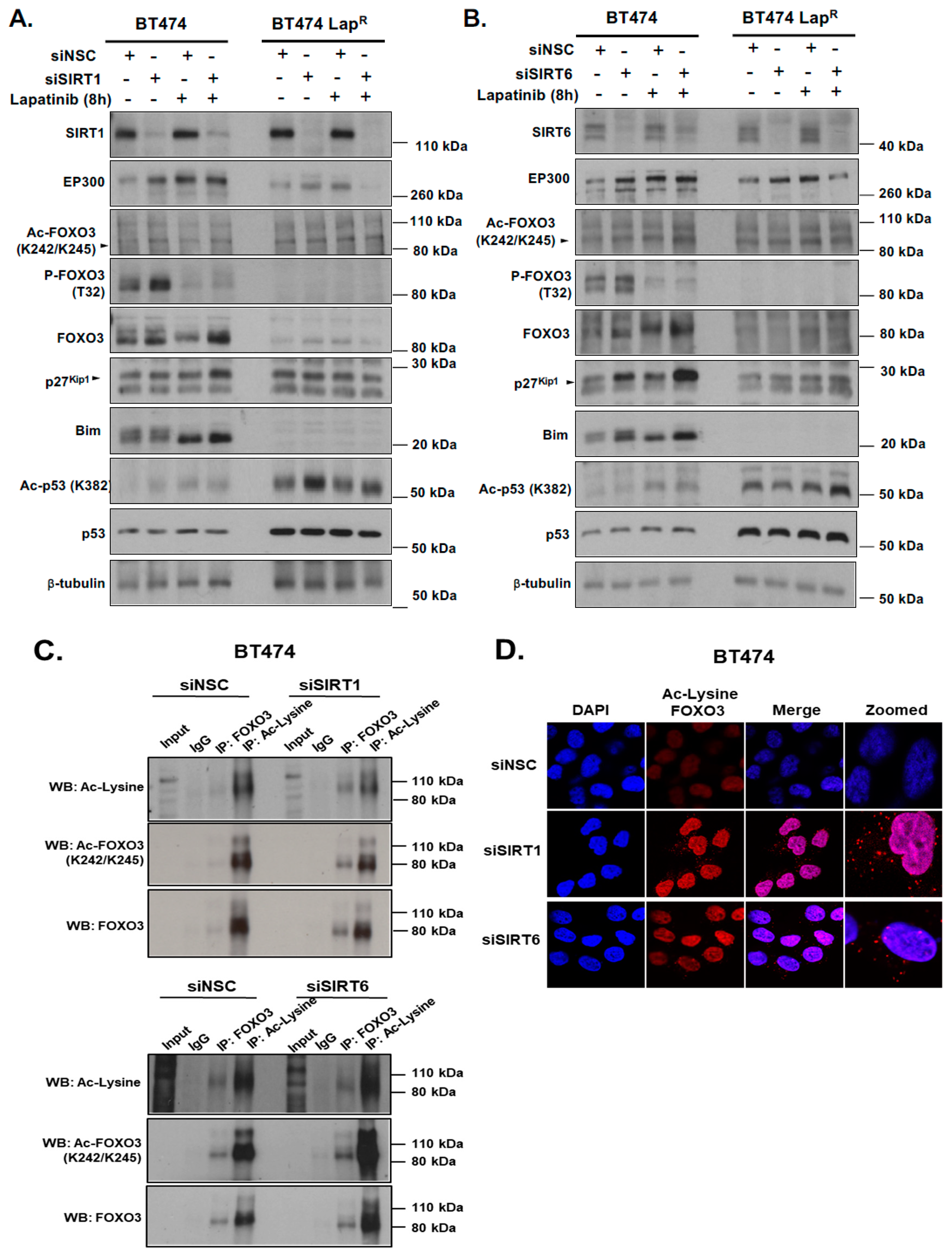 Cancers 11 01067 g006