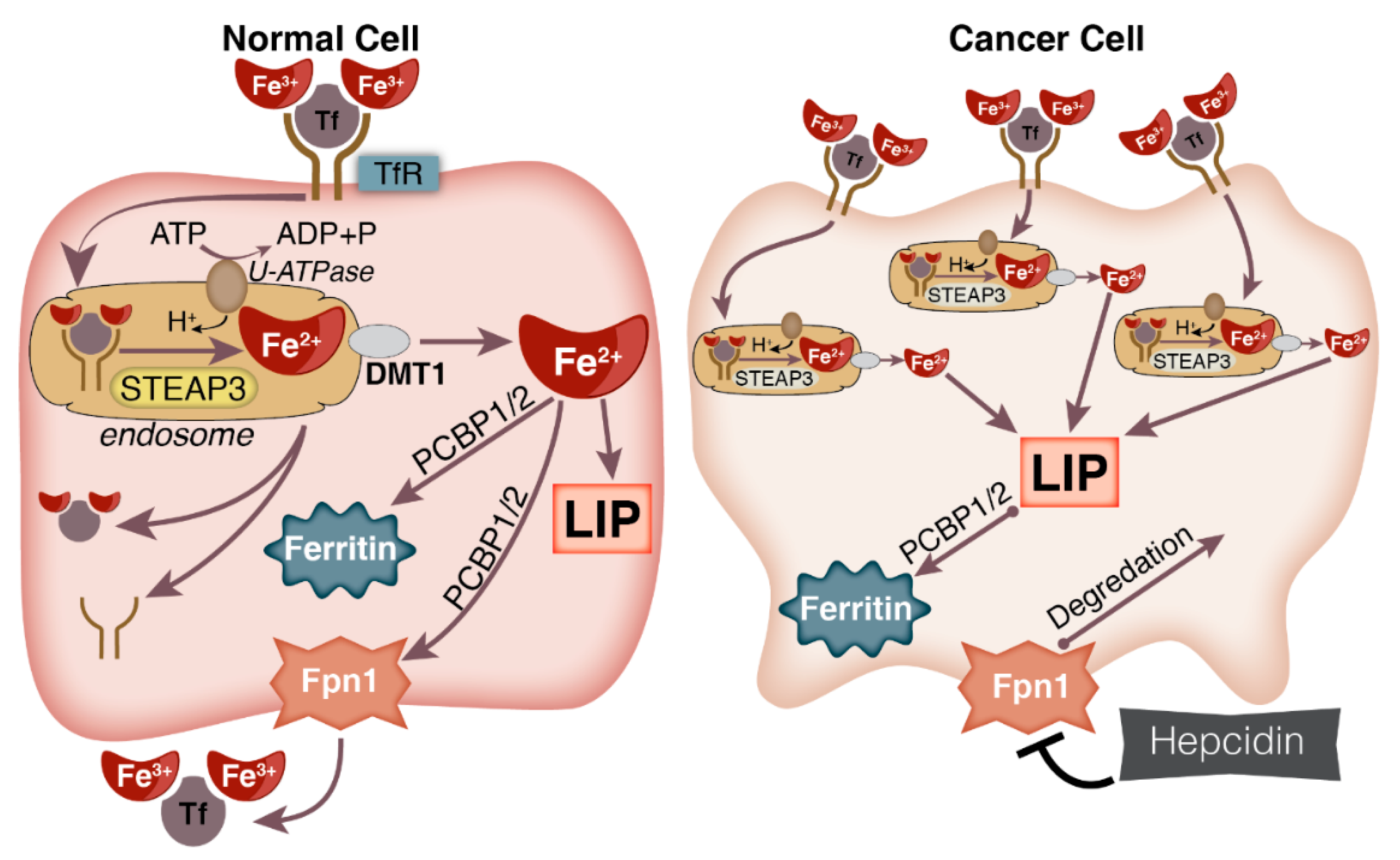 Cancers | Free Full-Text | Linking Cancer Metabolic Dysfunction 