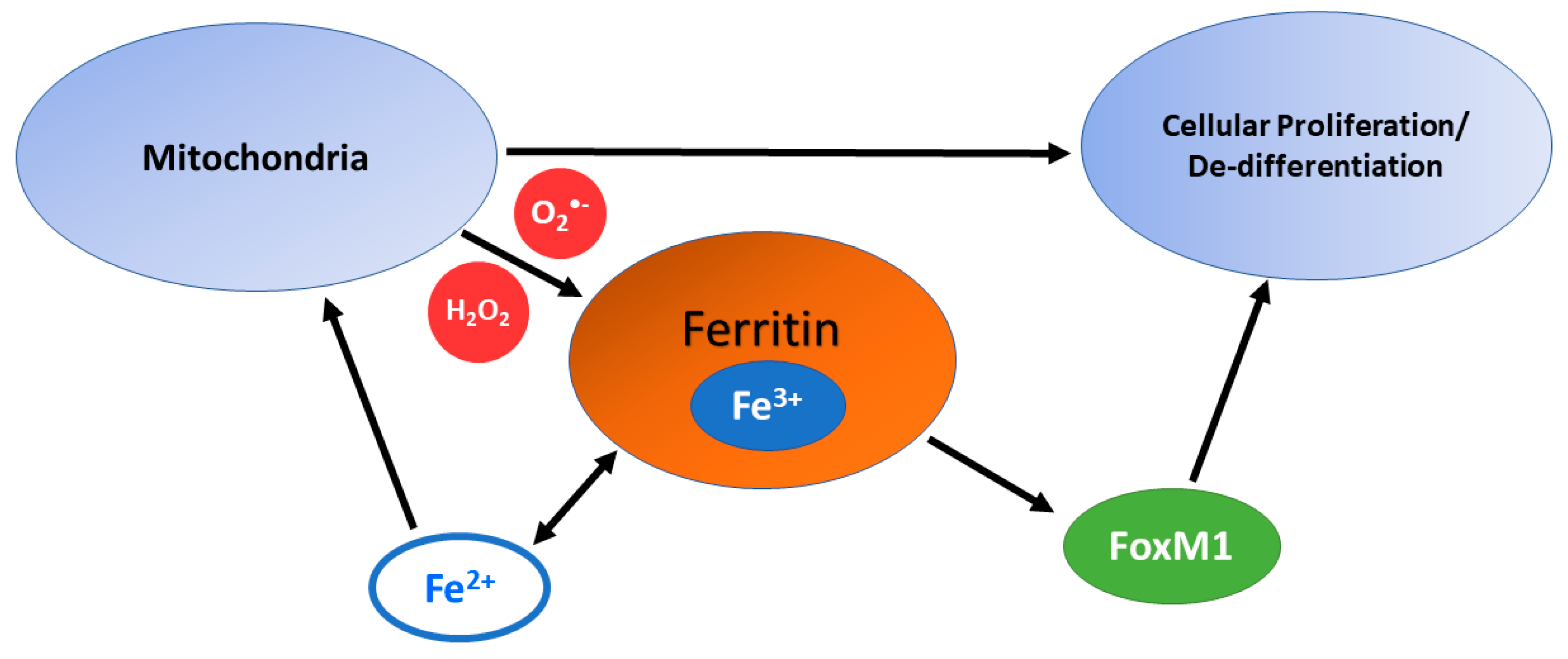 Cancers 11 01077 g003 Cancers 11 01077 g003