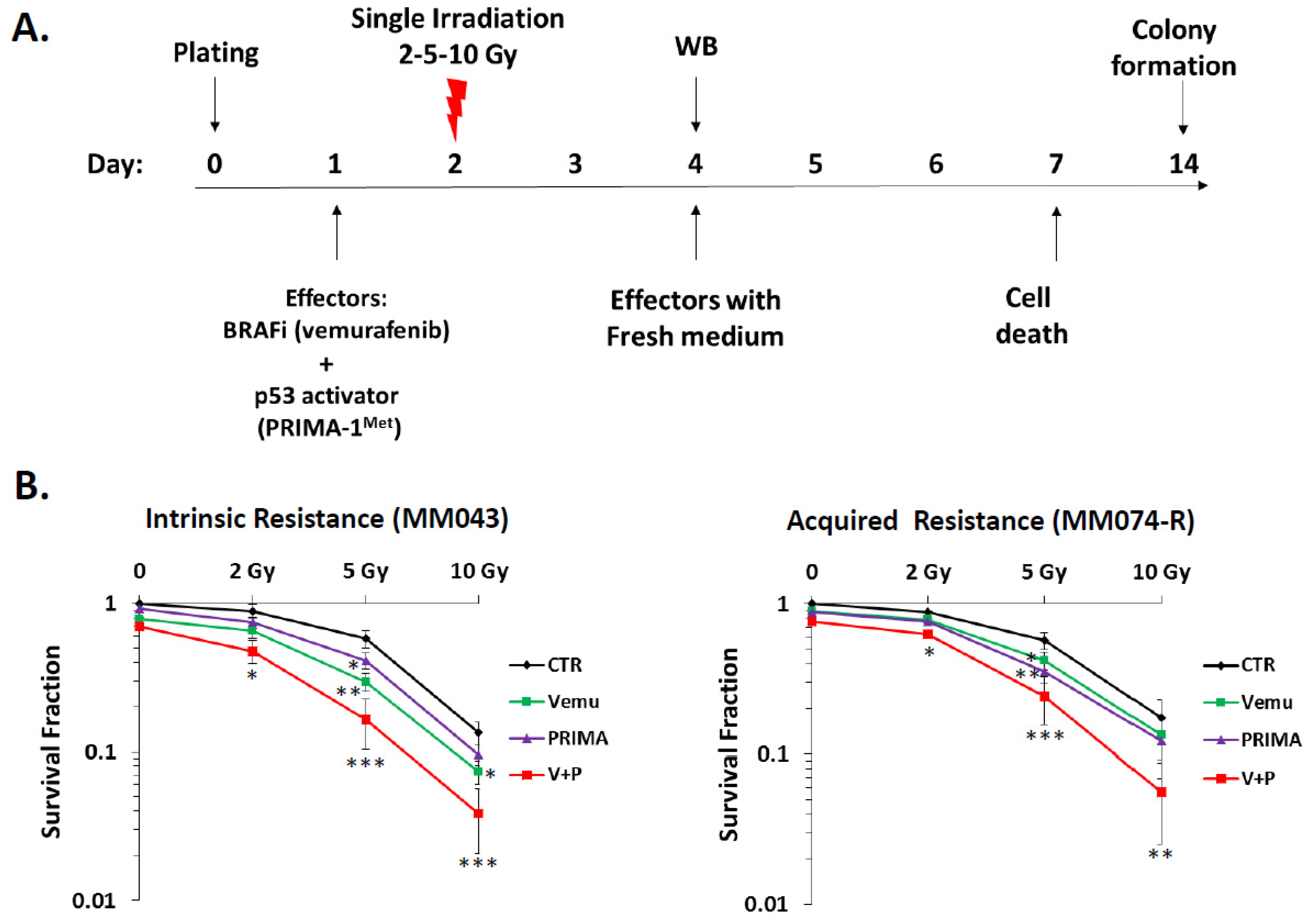 Cancers 11 01093 g001a Cancers 11 01093 g001a