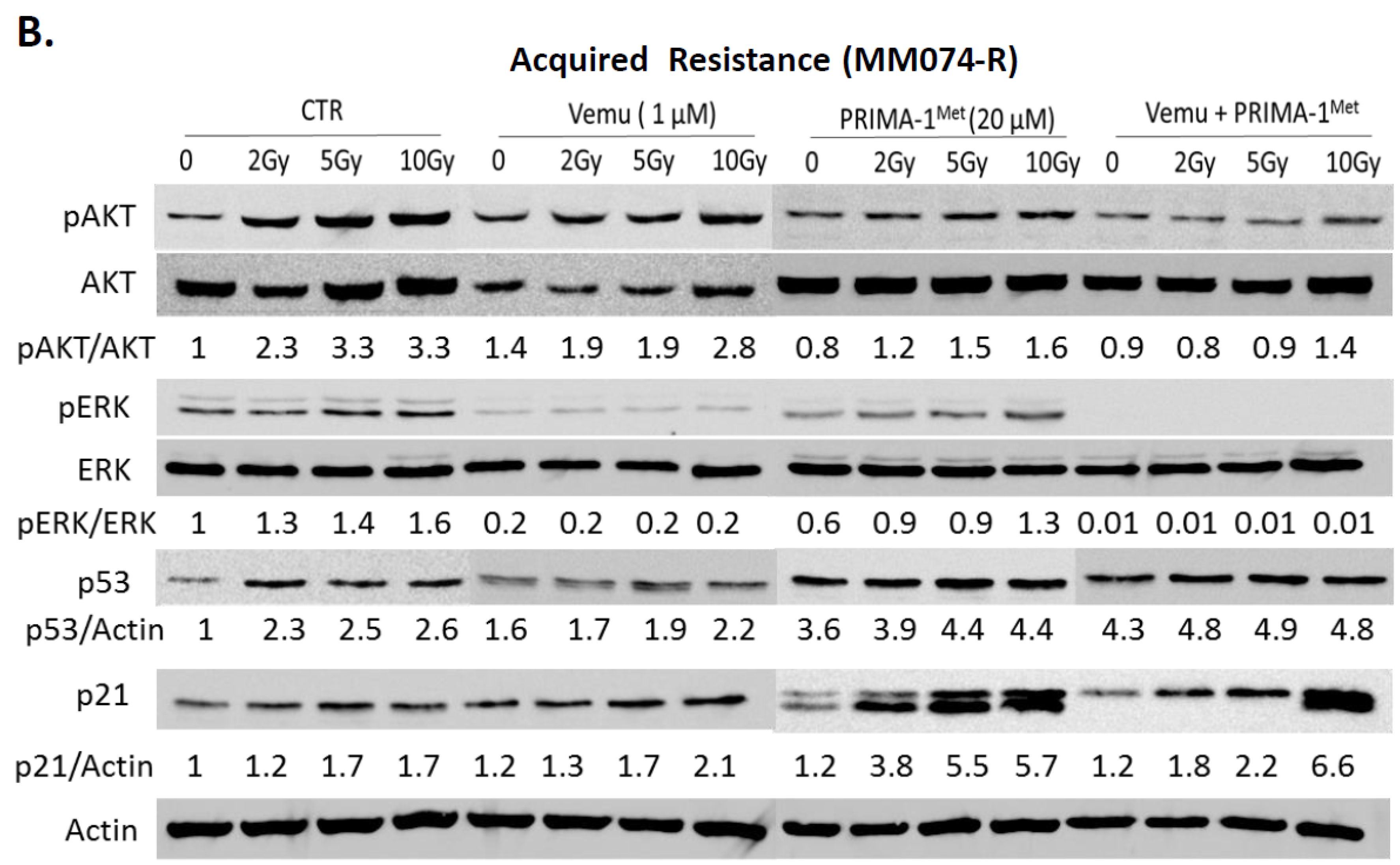 Cancers 11 01093 g002b Cancers 11 01093 g002b