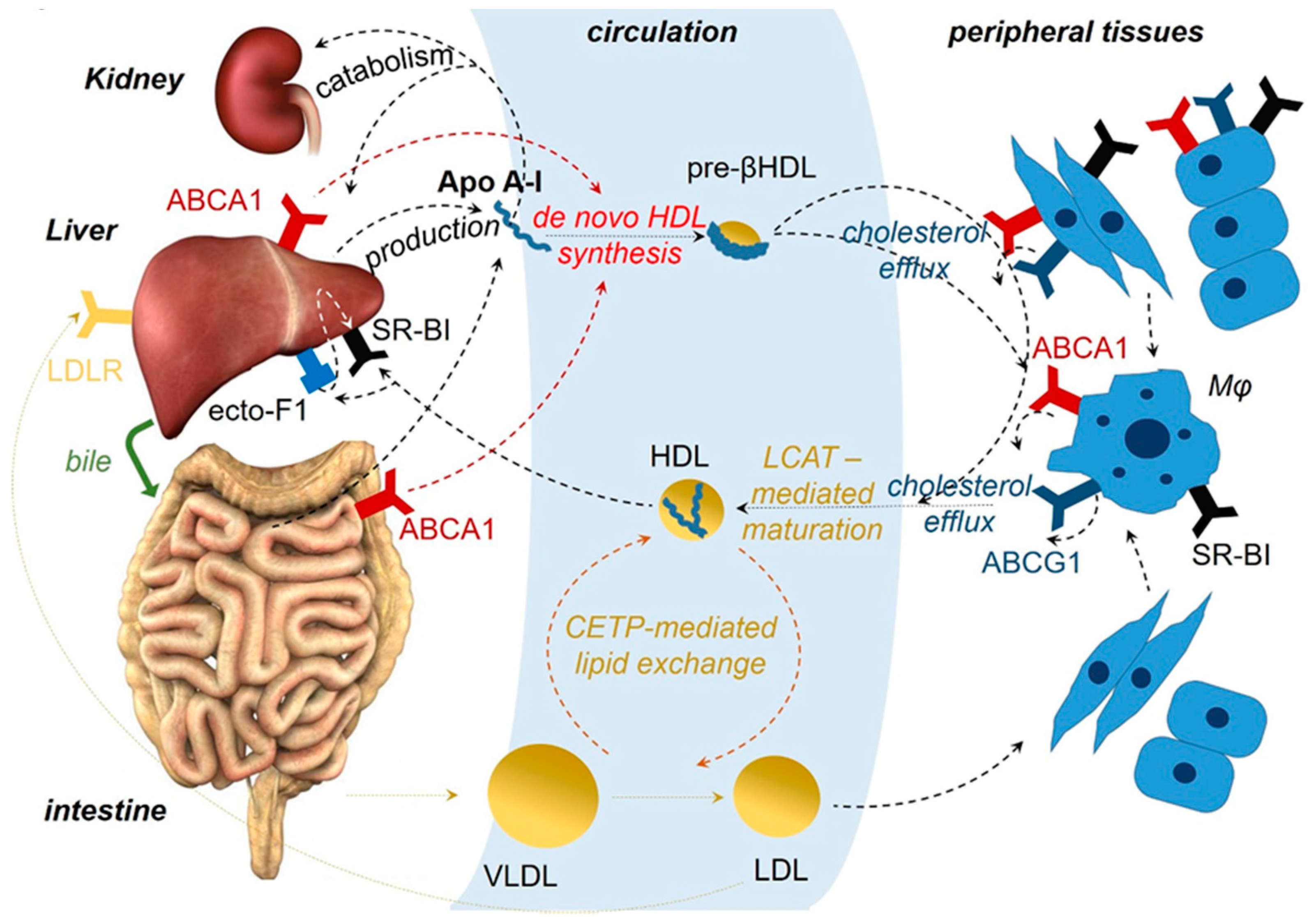 Cancers 11 01097 g001