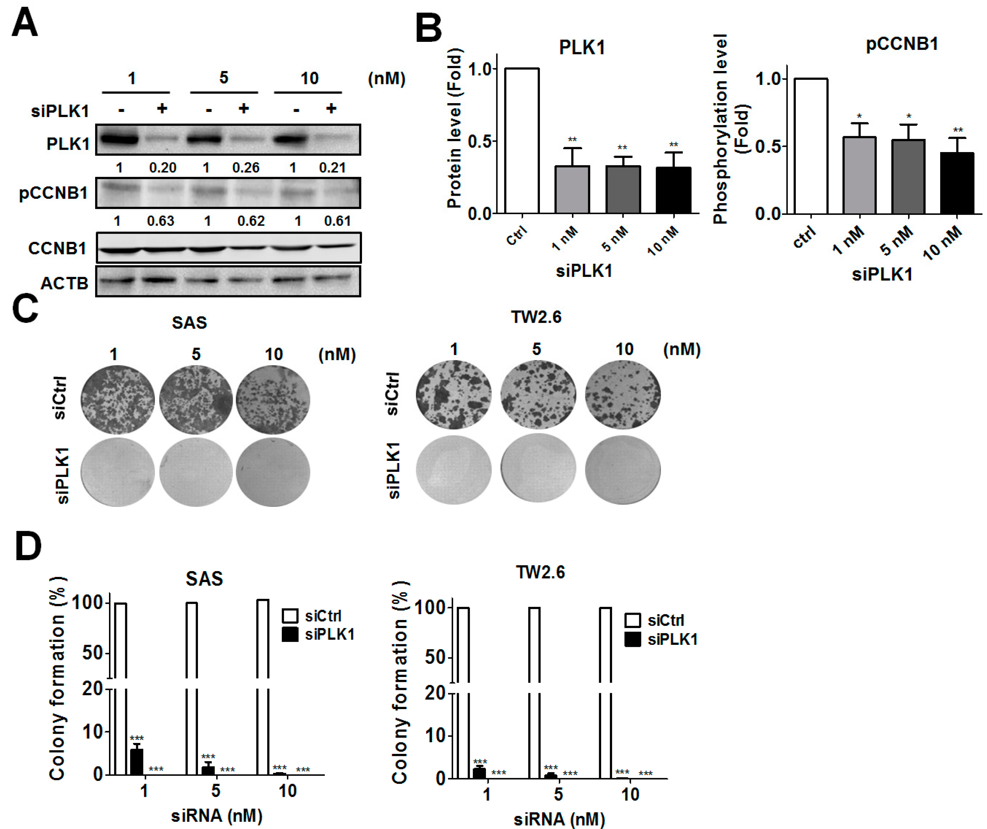 Cancers 11 01117 g002 Cancers 11 01117 g002