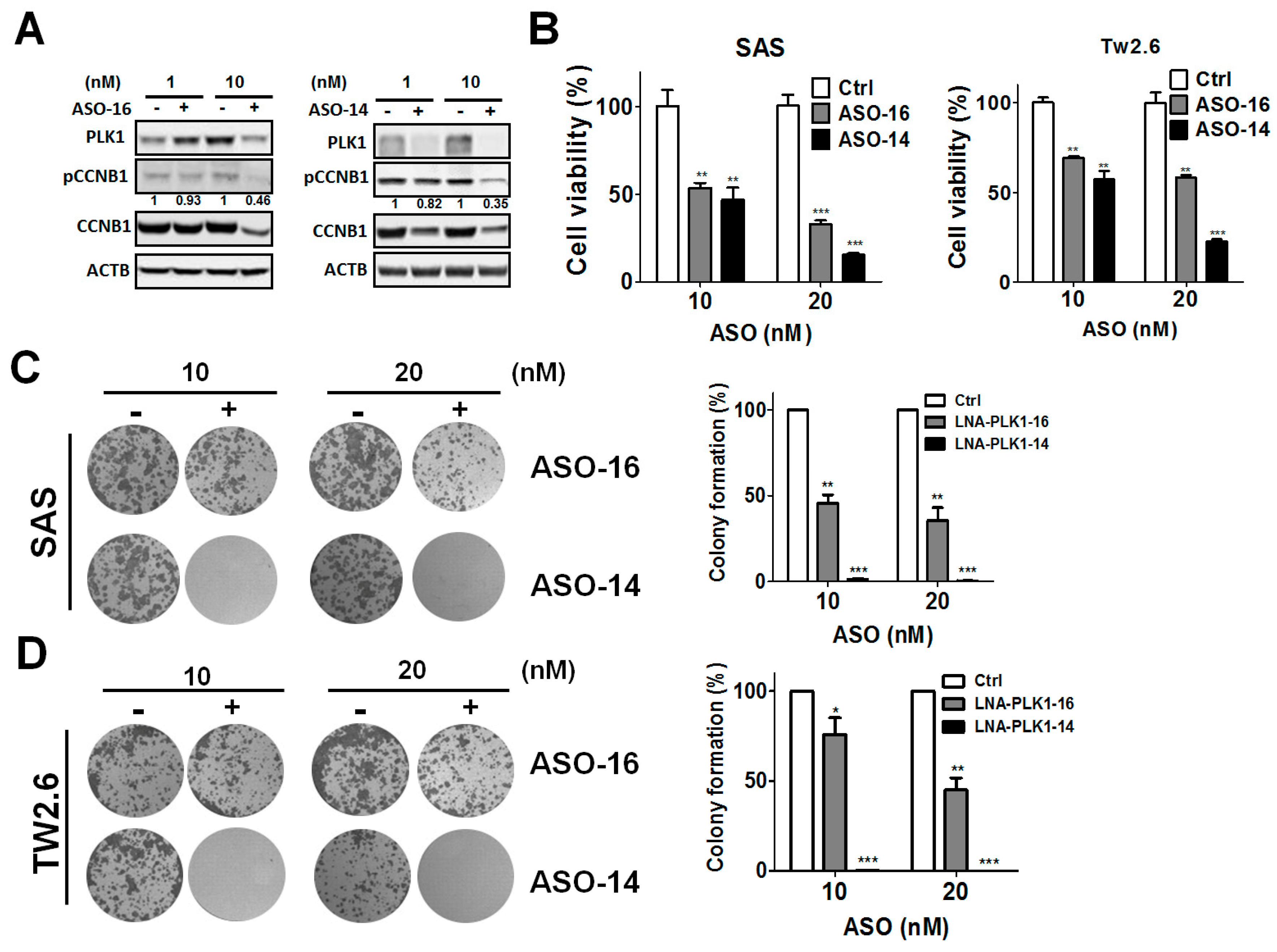 Cancers 11 01117 g003 Cancers 11 01117 g003
