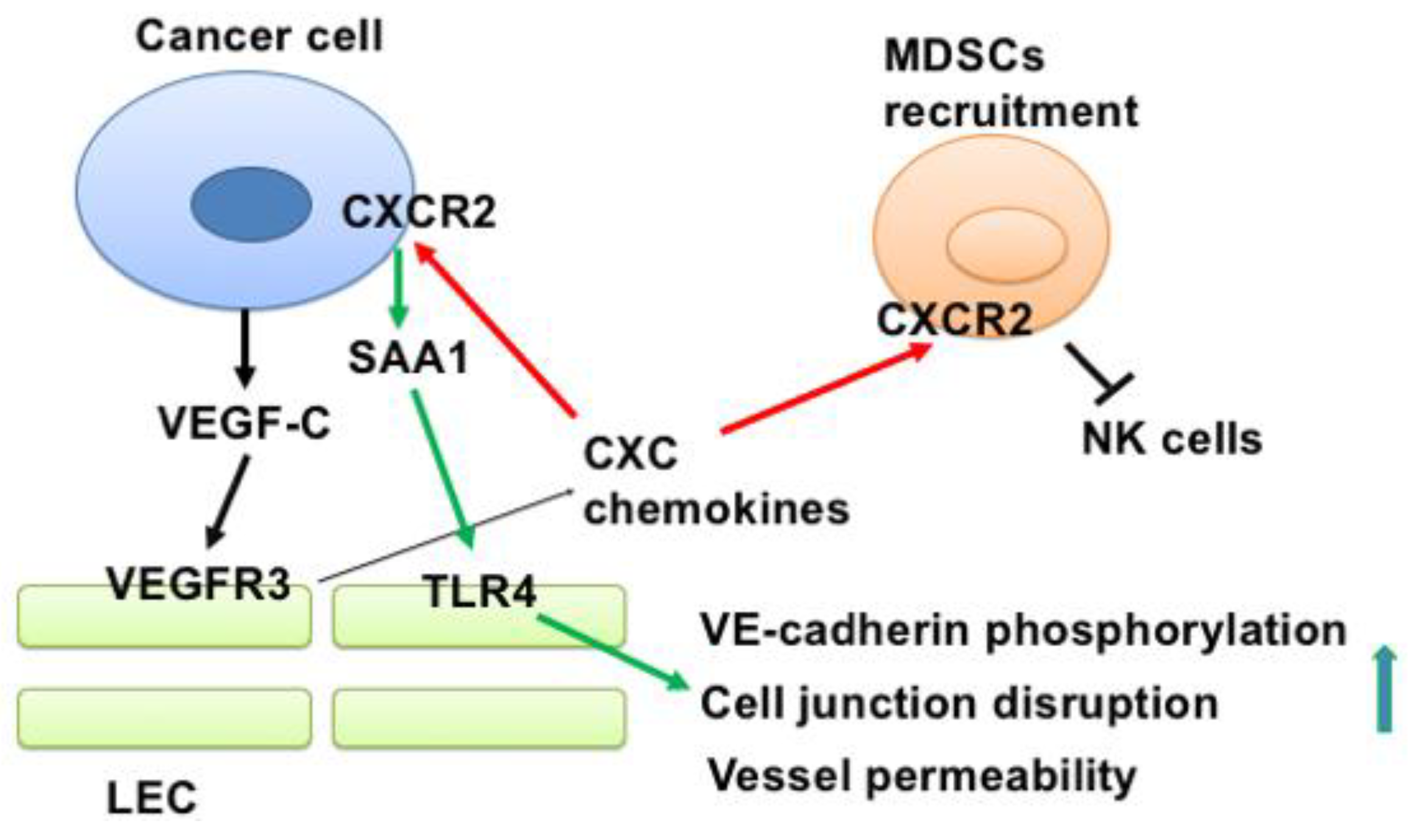 Cancers 11 01120 g007