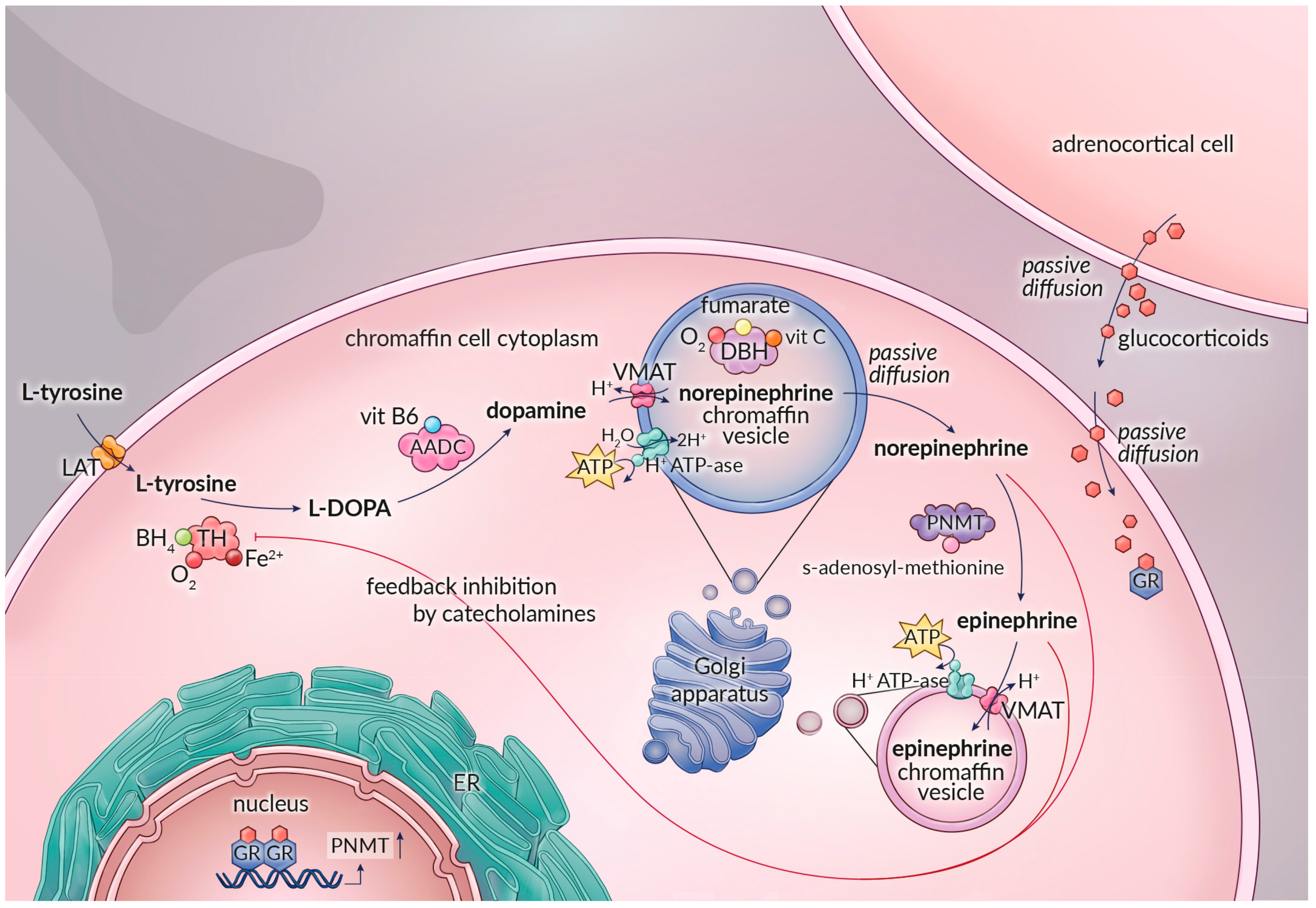 Catecholamines Catecholamine Fractionation,