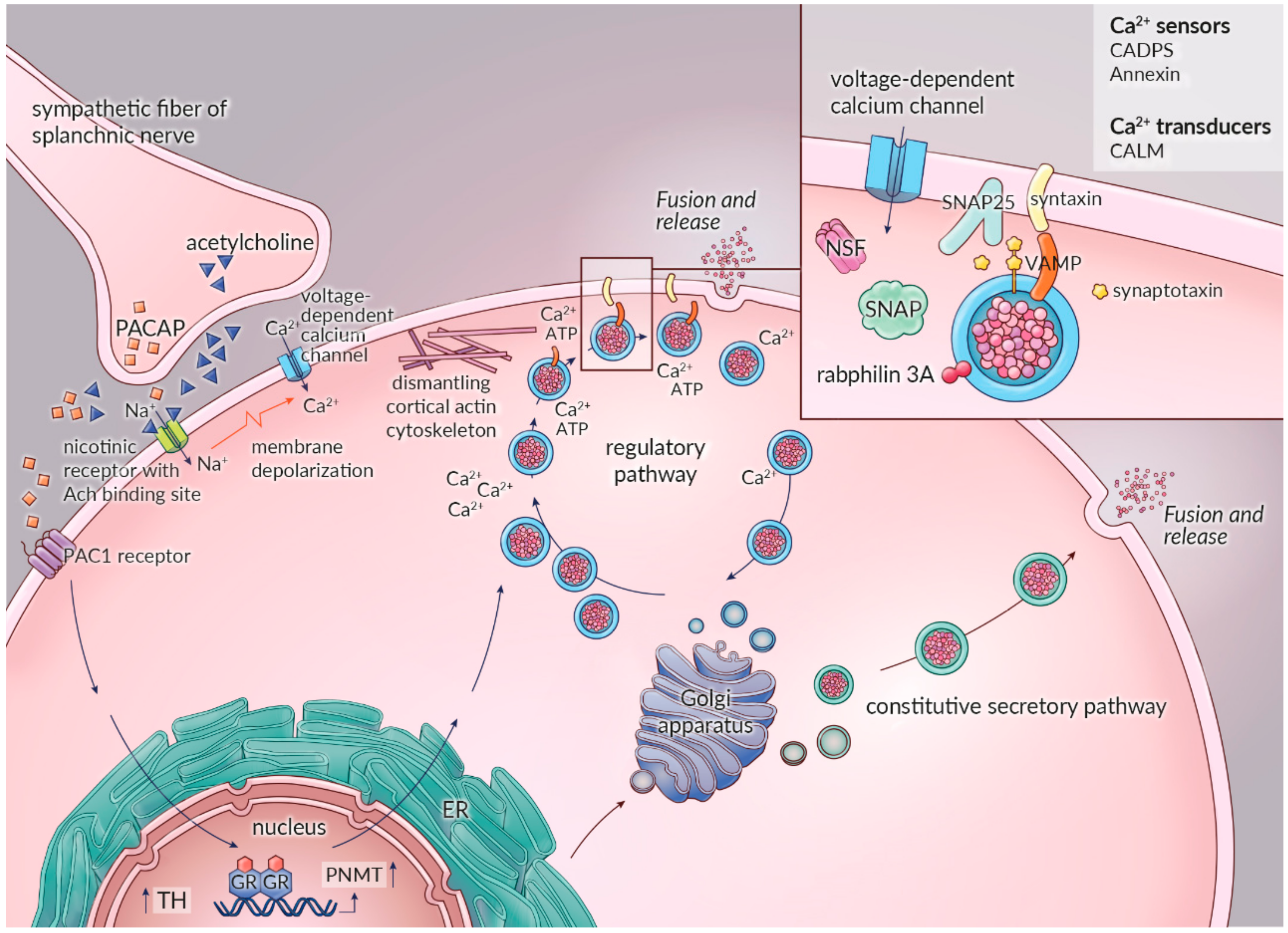 adrenaline secreting tumor