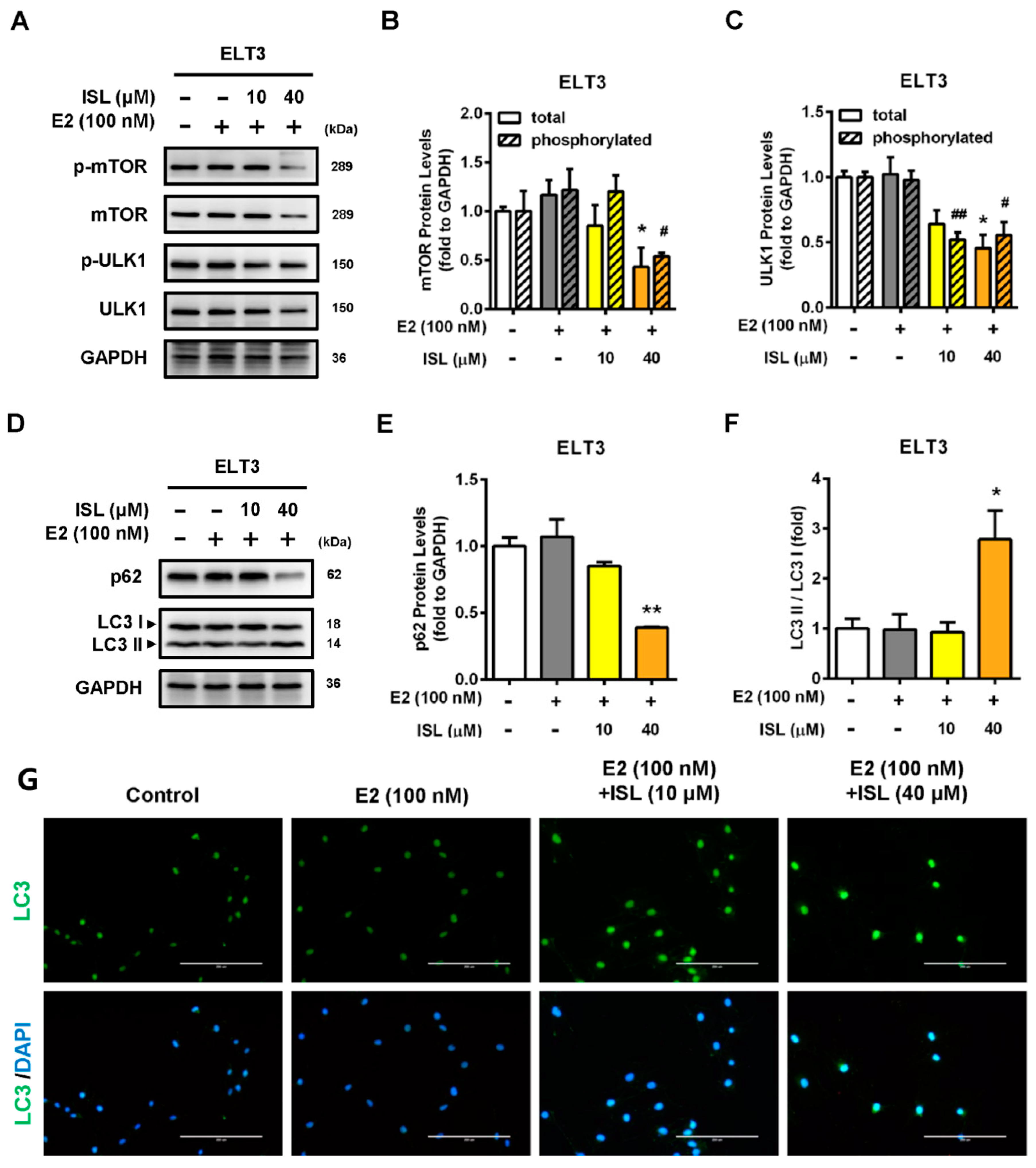 Cancers 11 01131 g006 Cancers 11 01131 g006