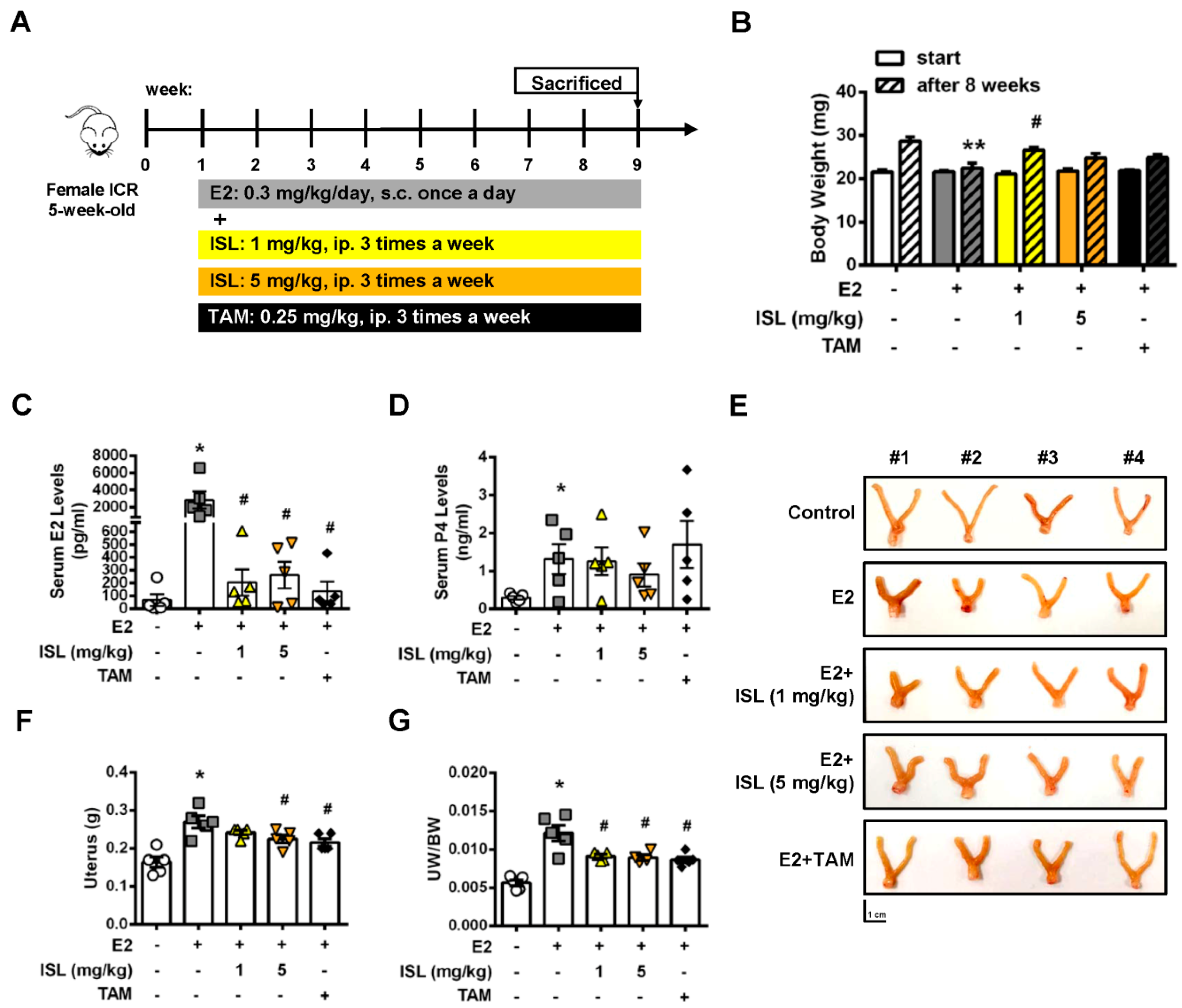 Cancers 11 01131 g007 Cancers 11 01131 g007