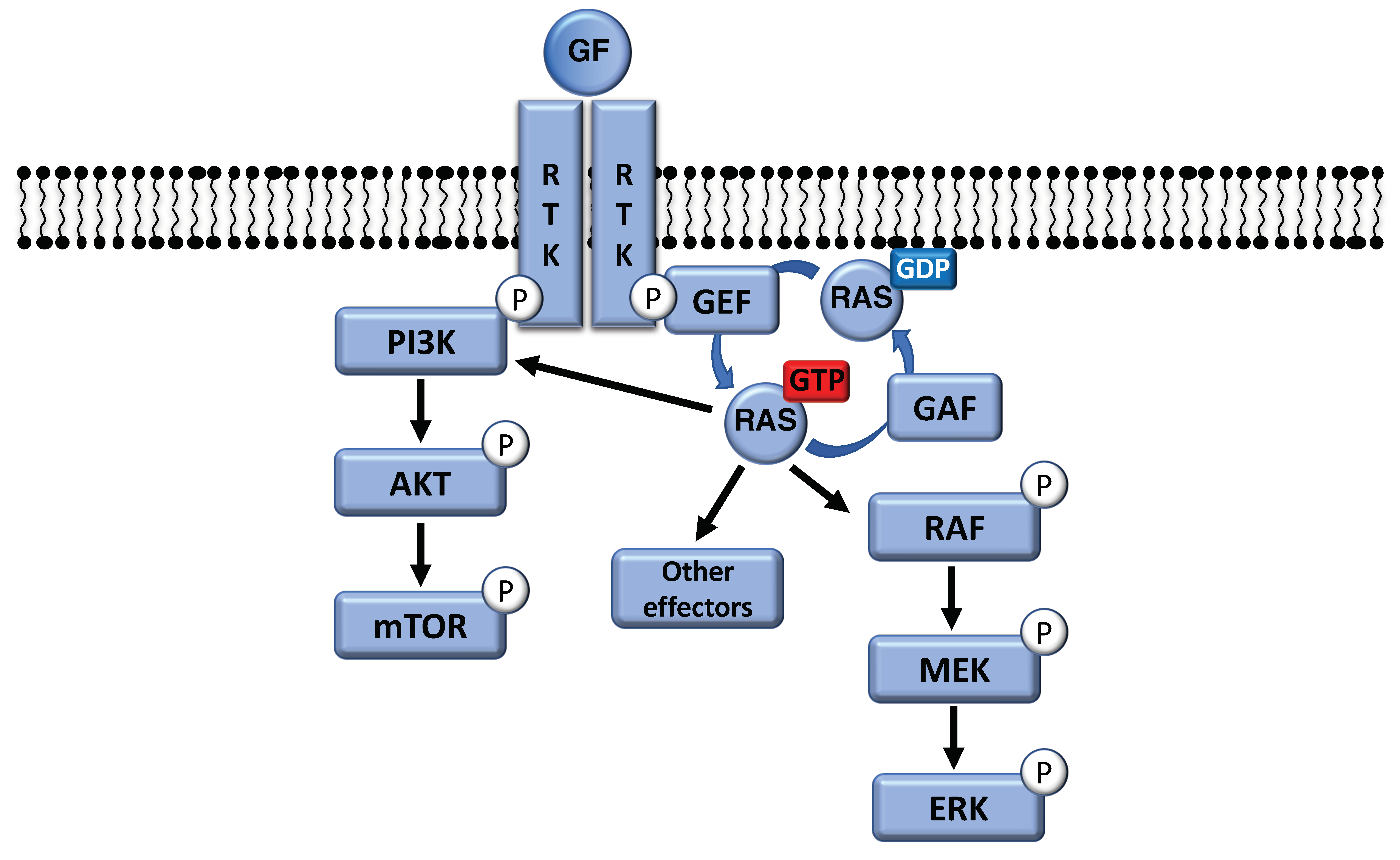 Cancers Free FullText Atypical BRAF and NRAS Mutations in Mucosal