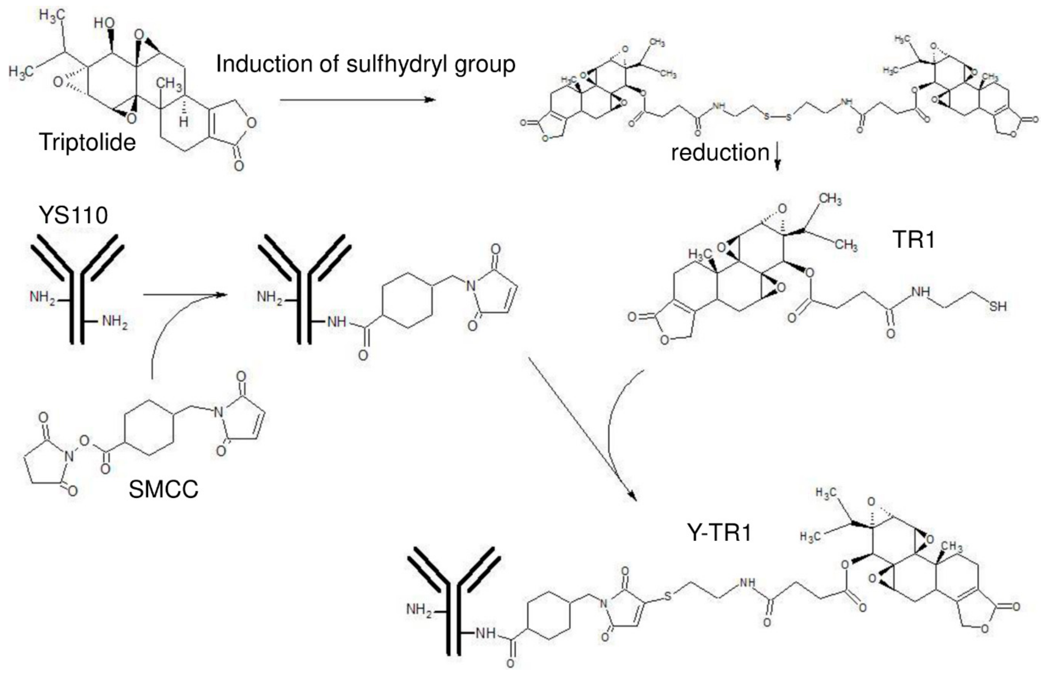 Cancers 11 01138 g001 Cancers 11 01138 g001