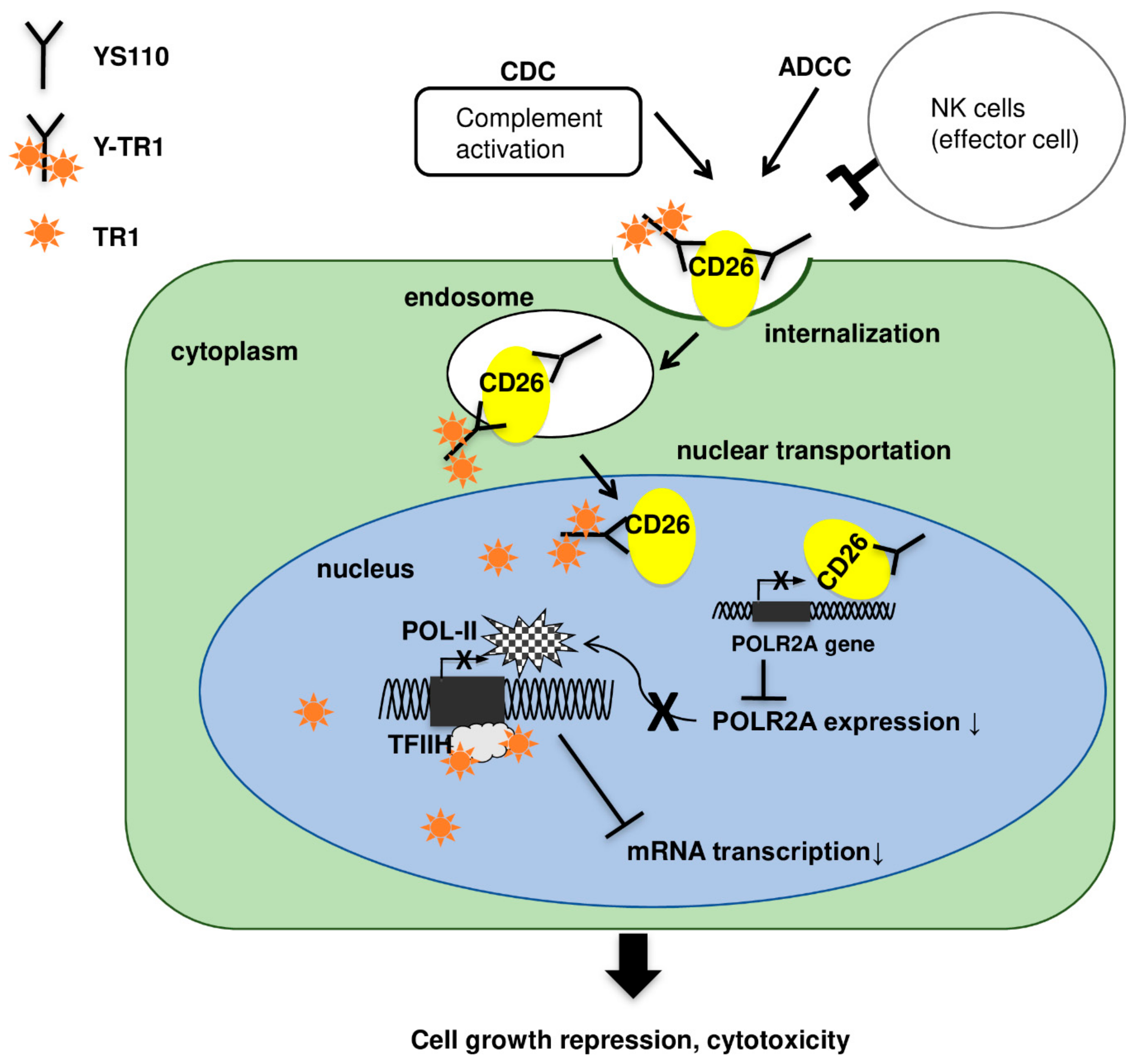 Cancers 11 01138 g008 Cancers 11 01138 g008