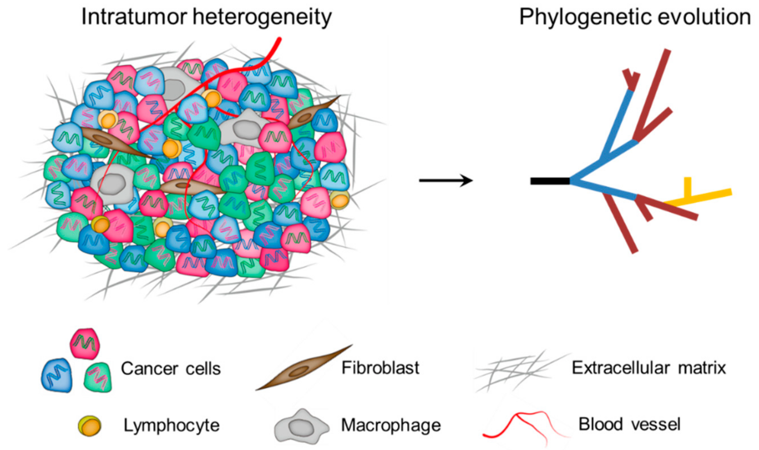 HeterogeneiTi