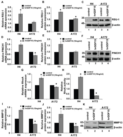 Coordinated Expression of Ras Suppressor 1 (RSU-1) and