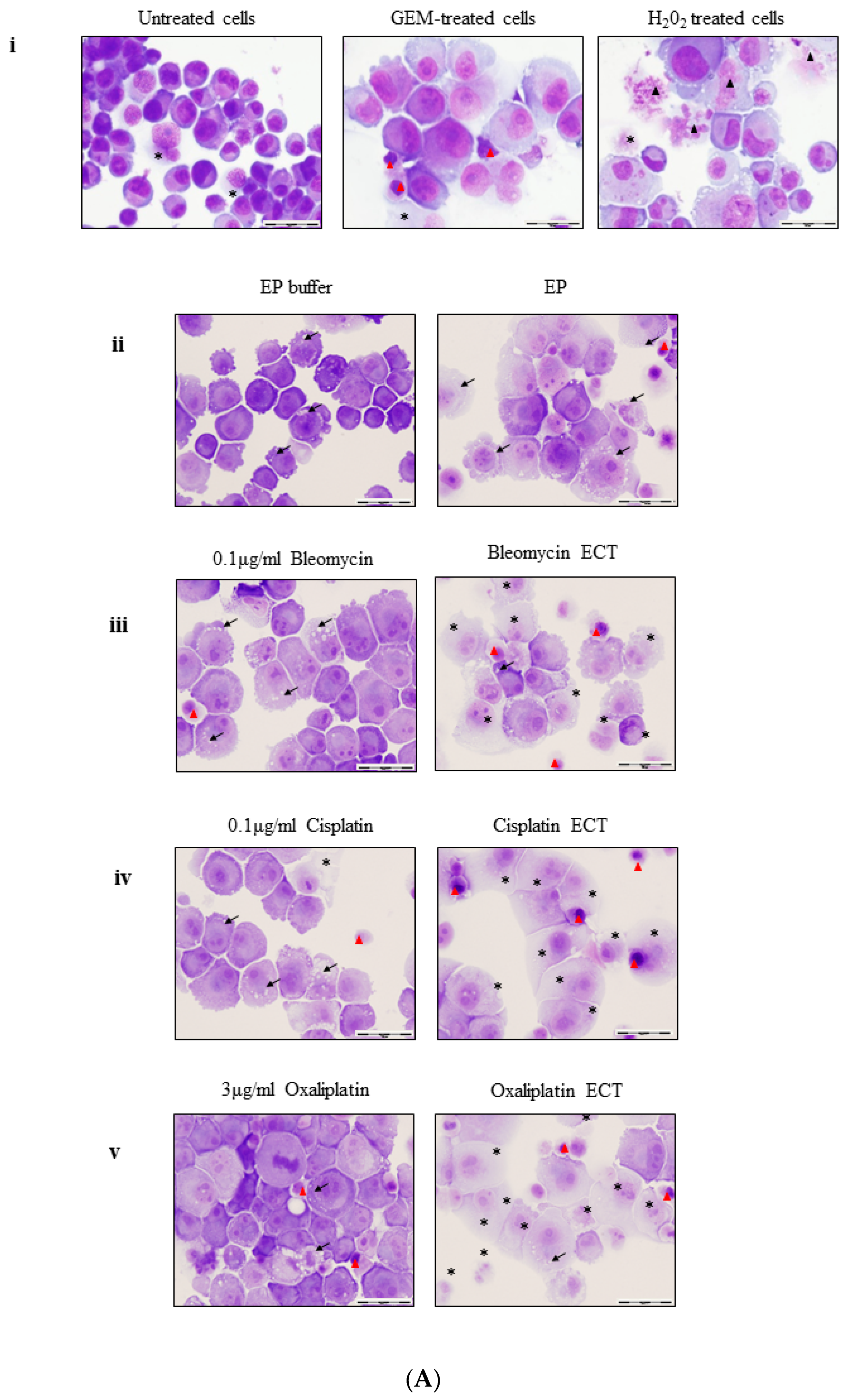 Cancers 11 01177 g002a Cancers 11 01177 g002a