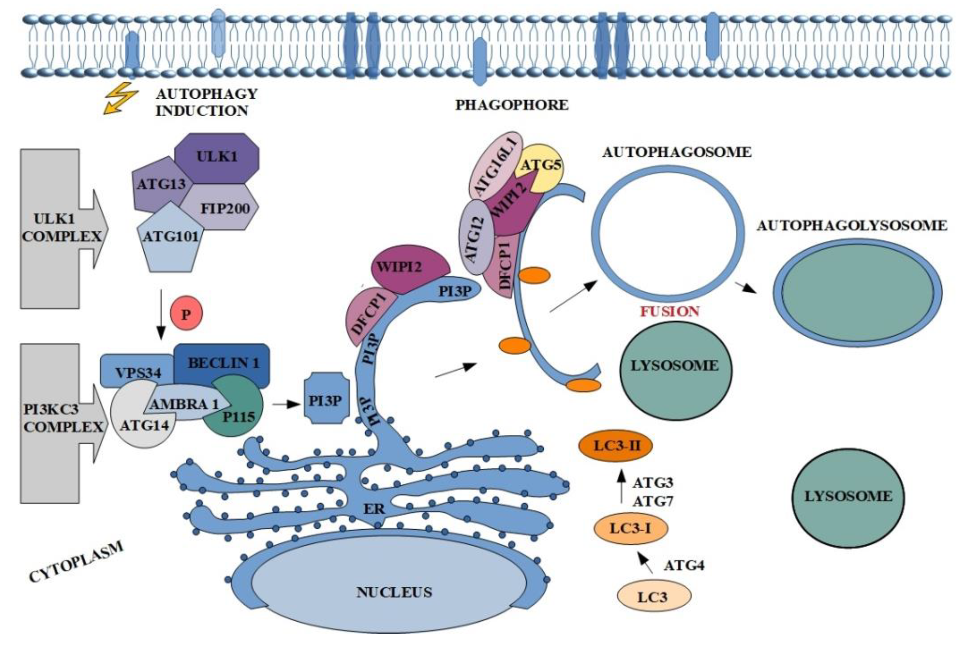 Cancers | Free Full-Text | Involvement of Actin in Autophagy and ...