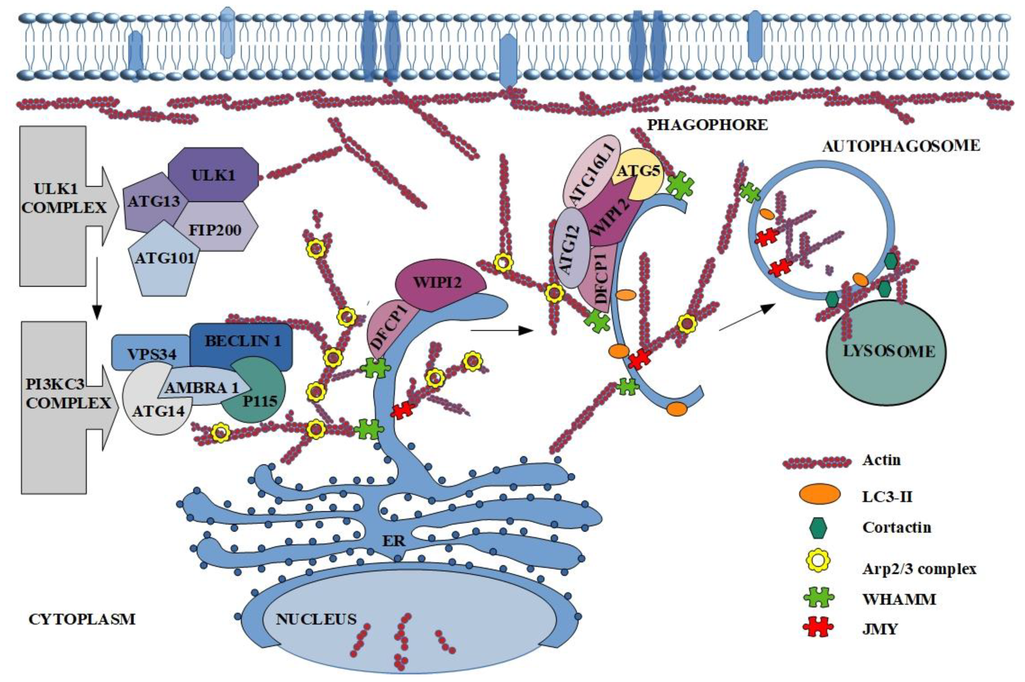 Cancers 11 01209 g002 Cancers 11 01209 g002