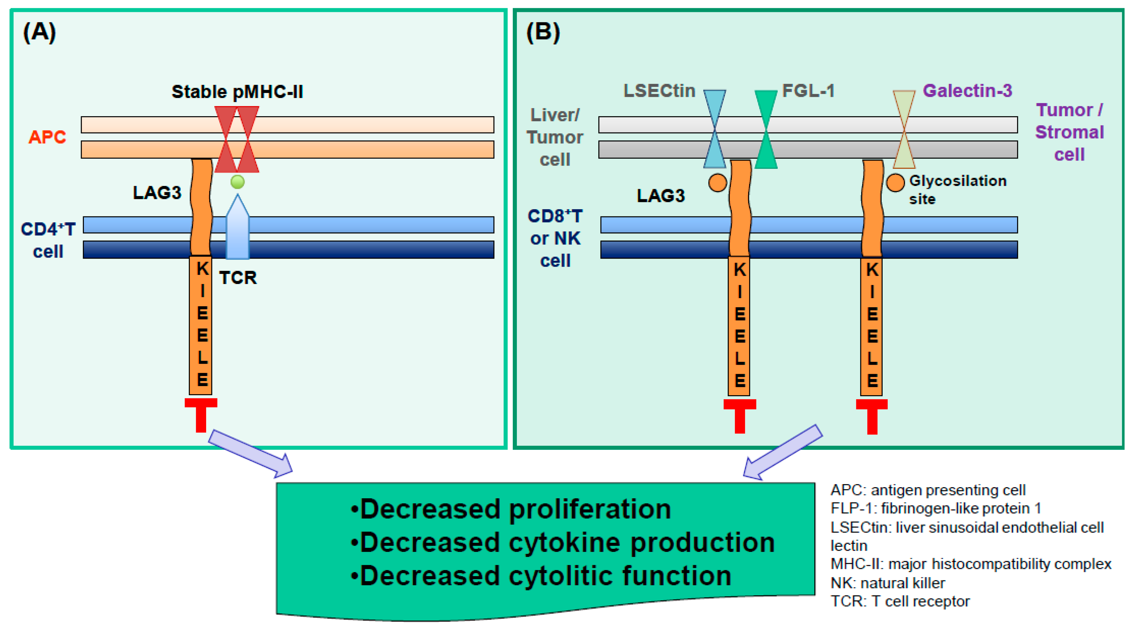 Cancers 11 01213 g002 Cancers 11 01213 g002
