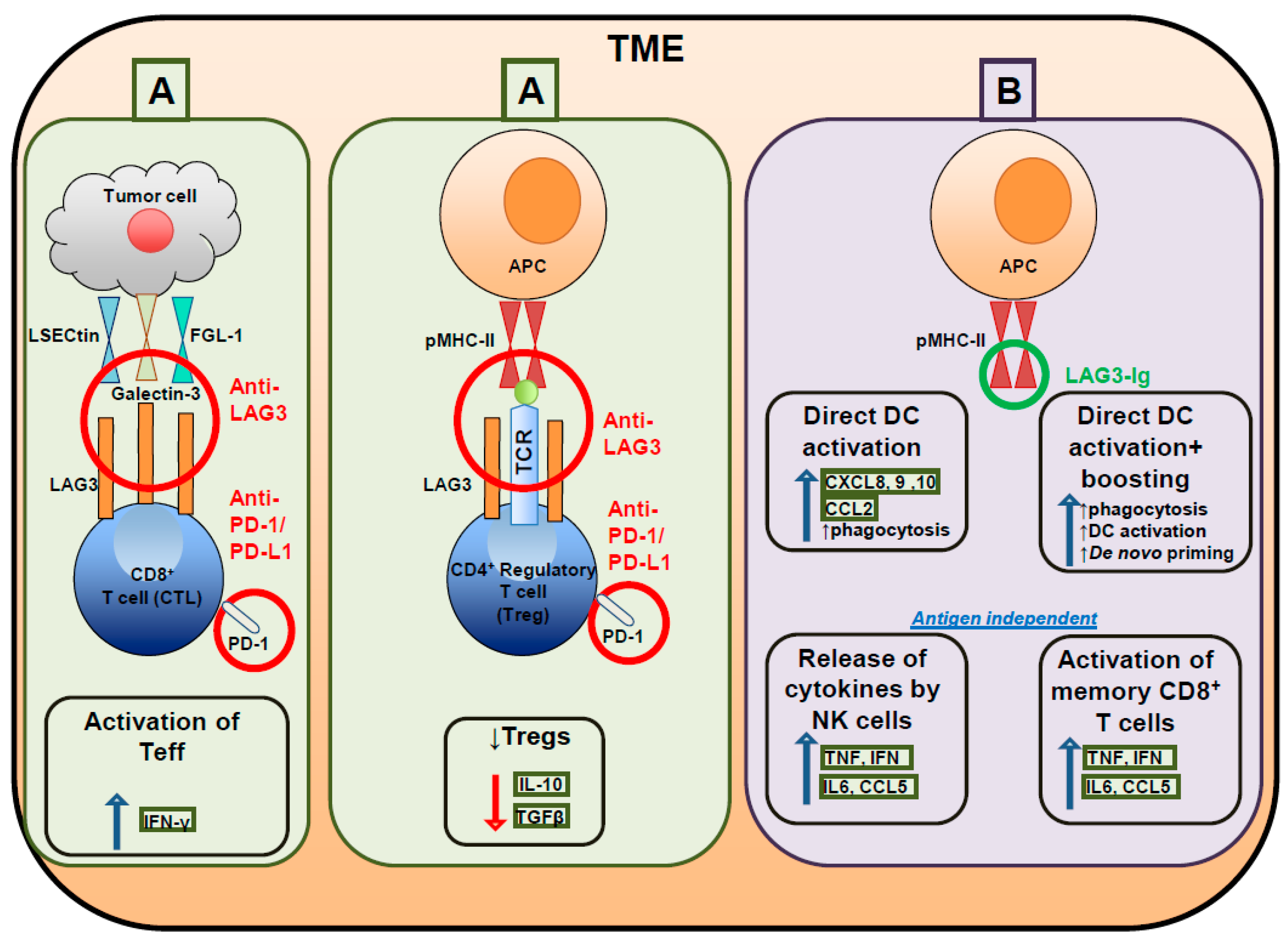 Mhc 3 класса. Lag response. Ctla-4 иммунология. Лаж 3. Лаж 3.