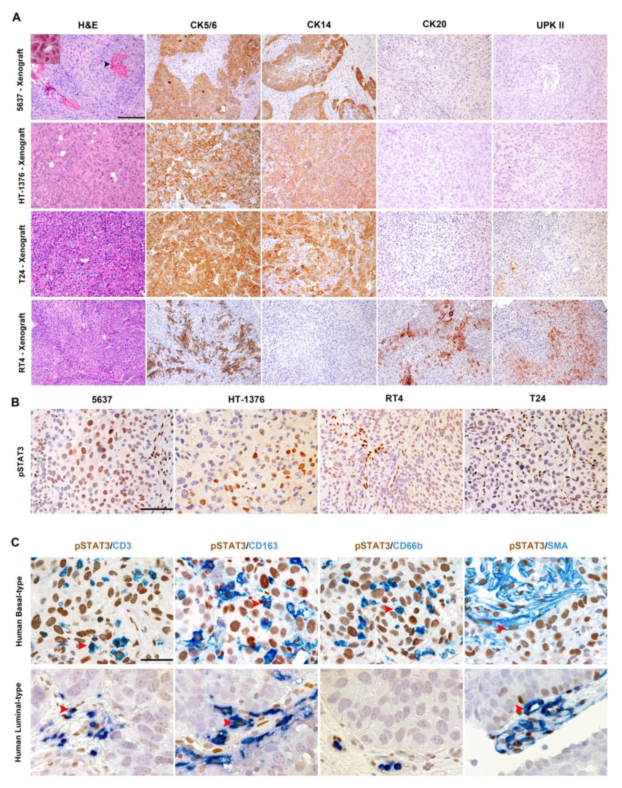 Cancers 11 01219 g003