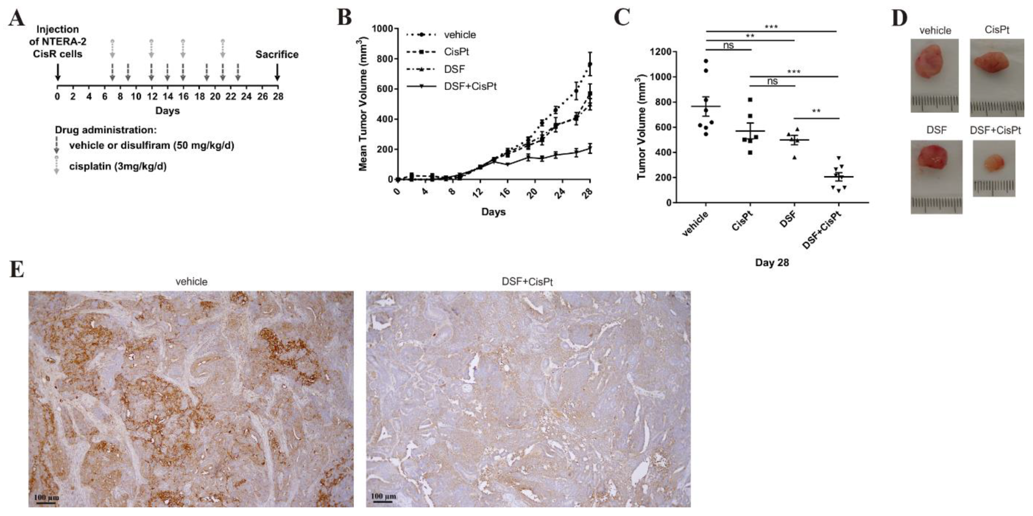 Cancers 11 01224 g006