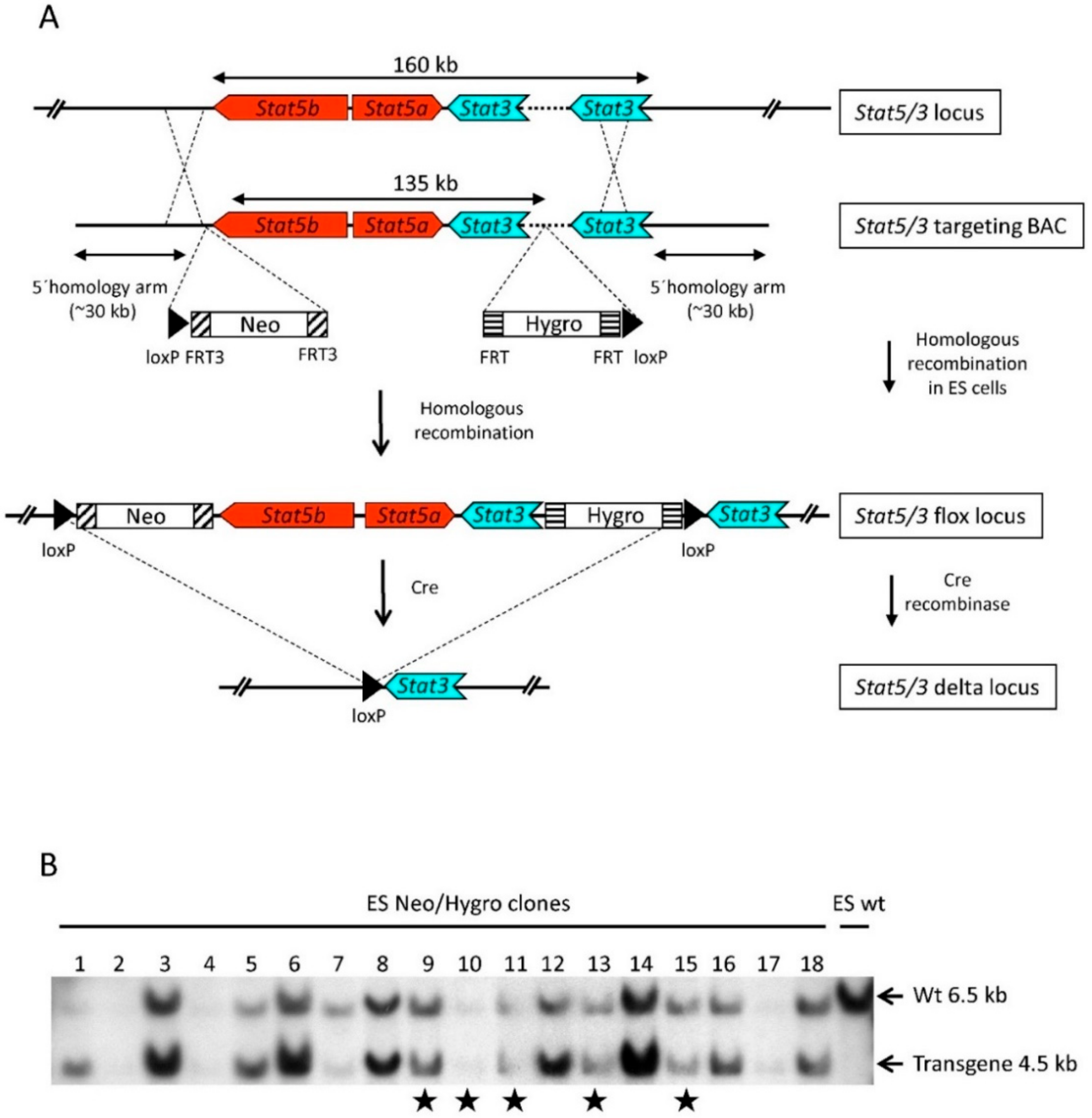 Cancers 11 01226 g001