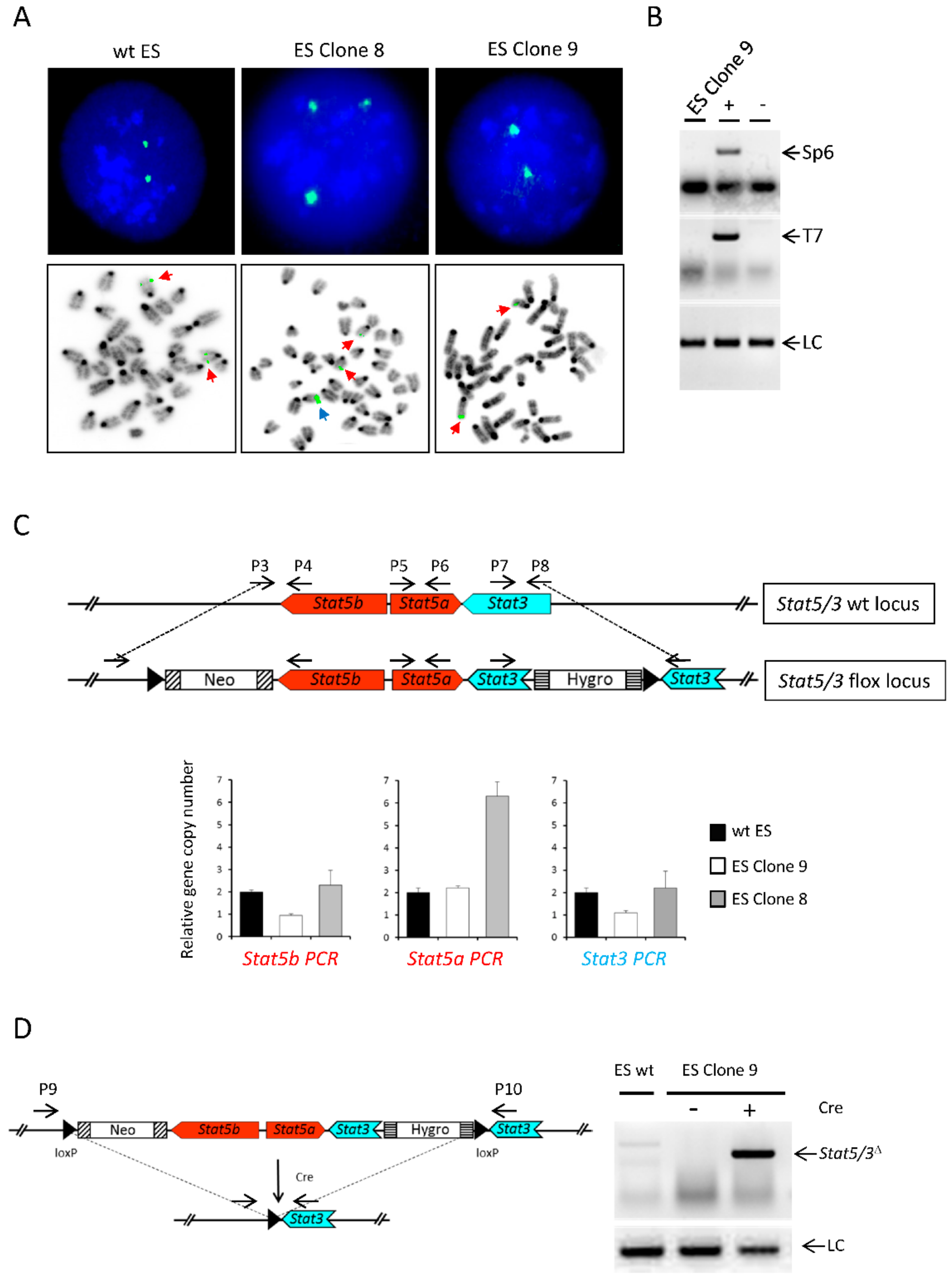 Cancers 11 01226 g002