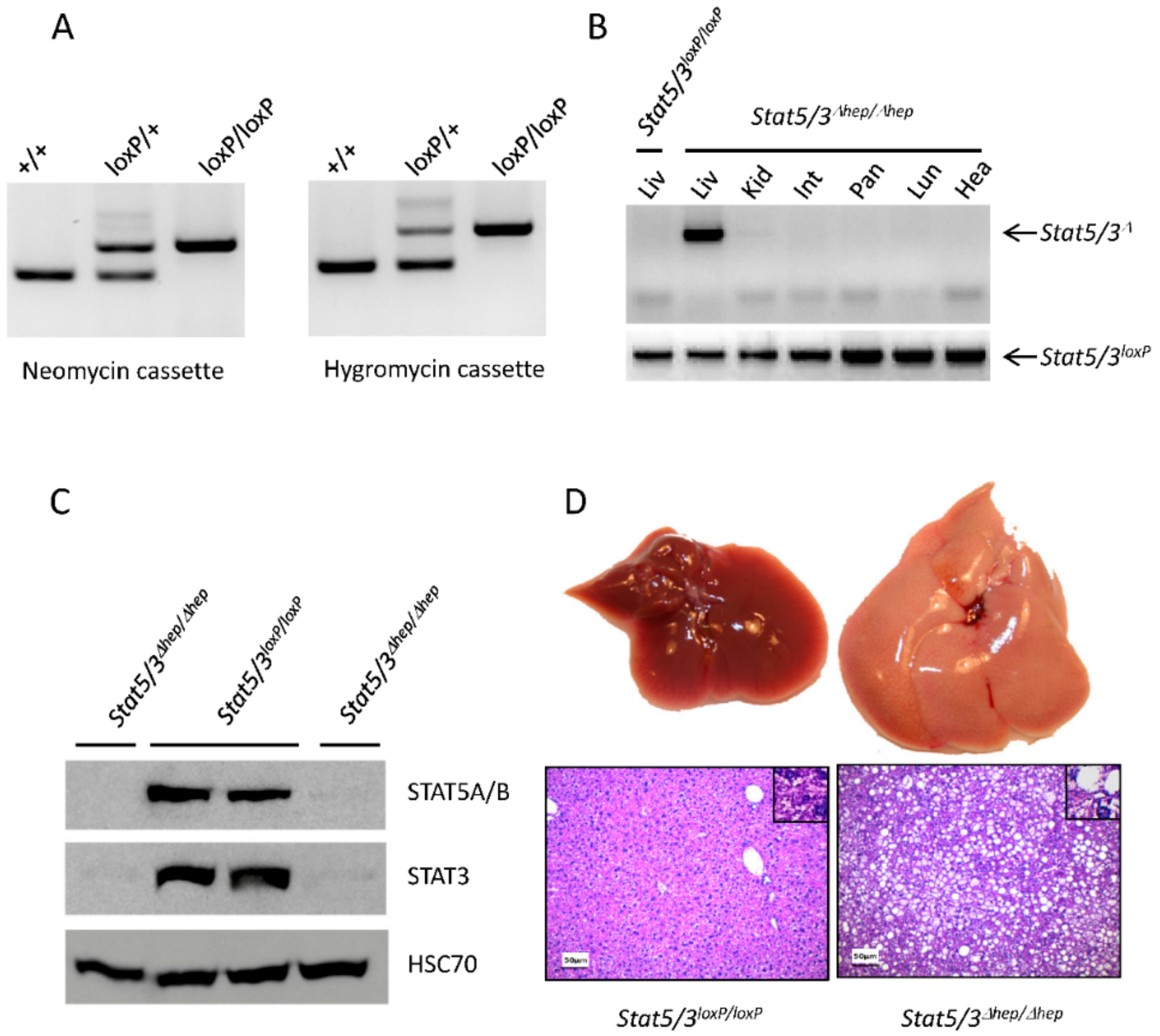 Cancers 11 01226 g003