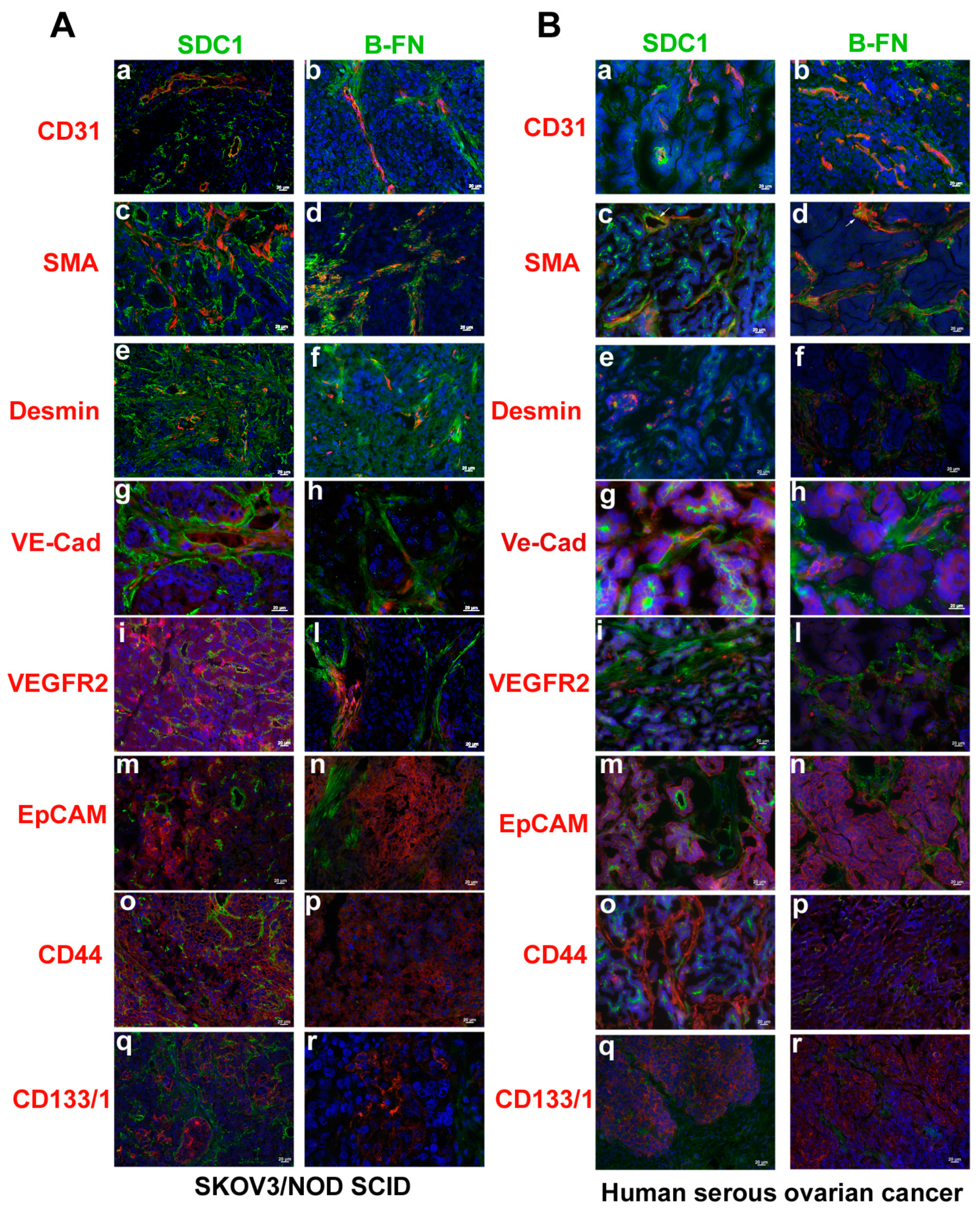 Cancers 11 01232 g003