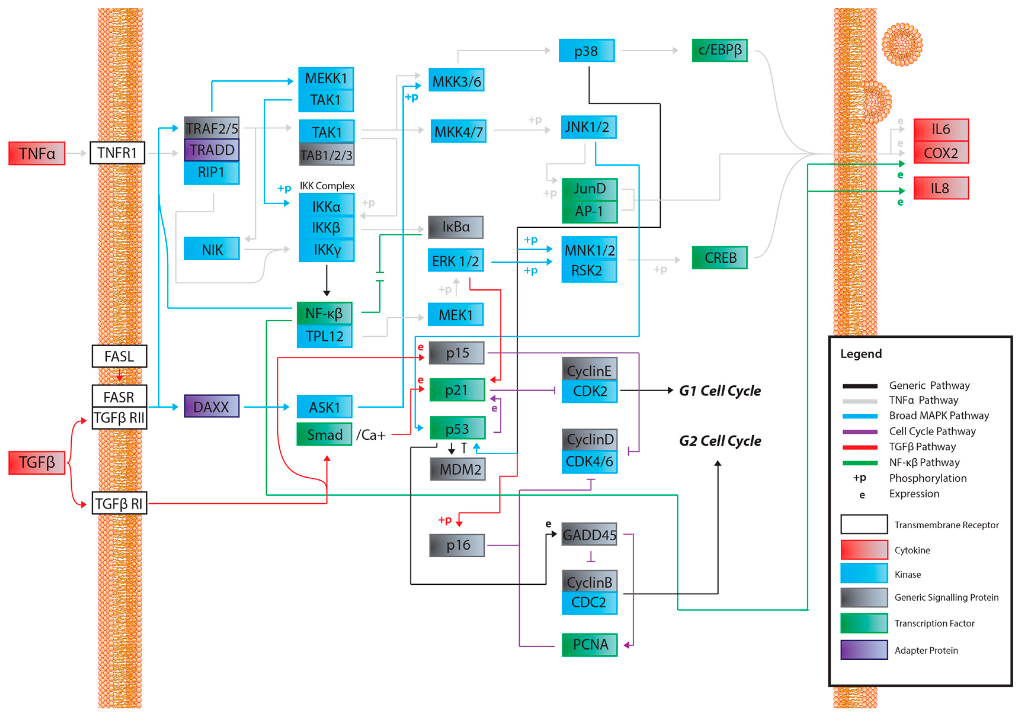 Cancers 11 01236 g001