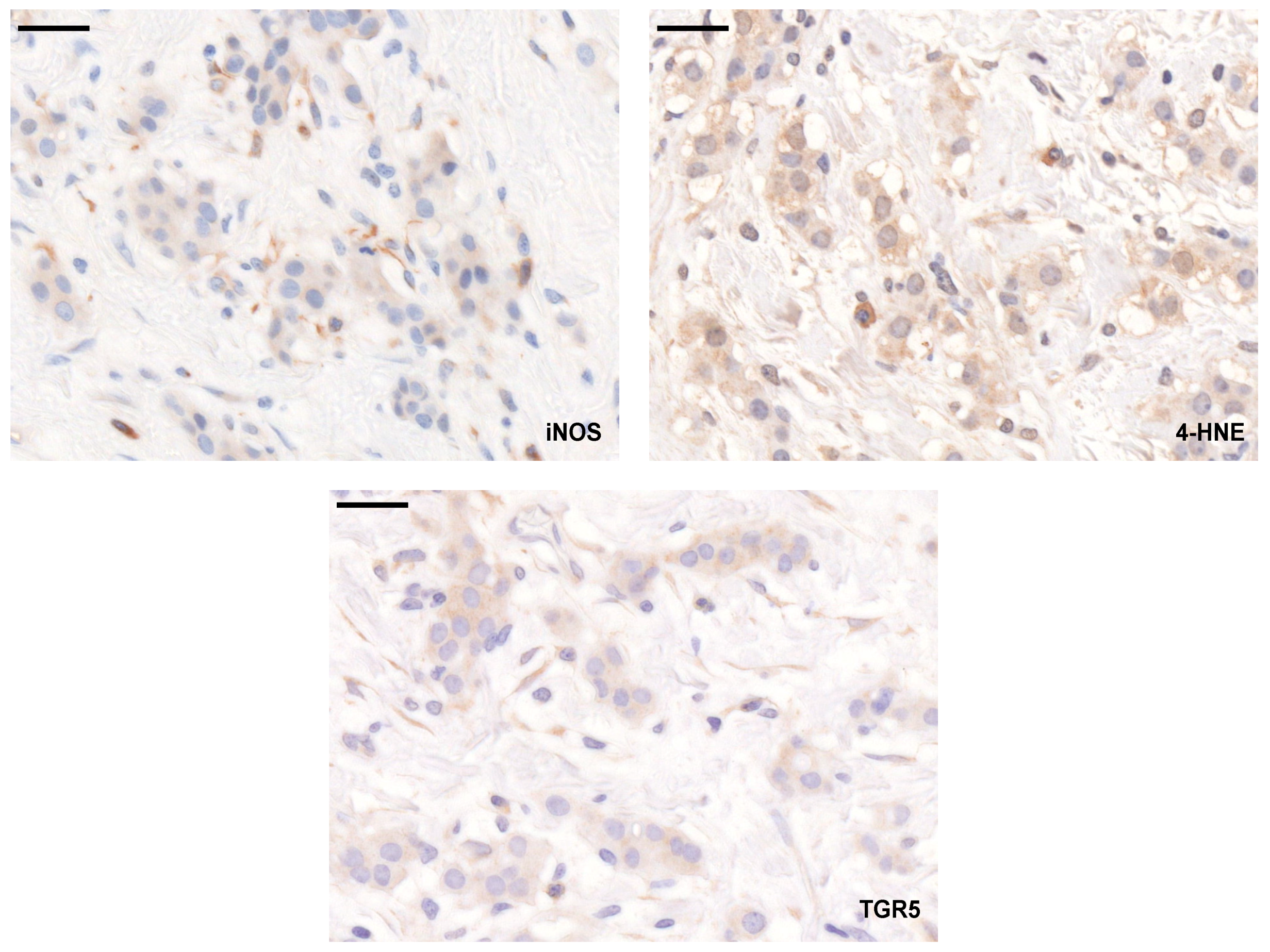 Cancers 11 01255 g011 Cancers 11 01255 g011