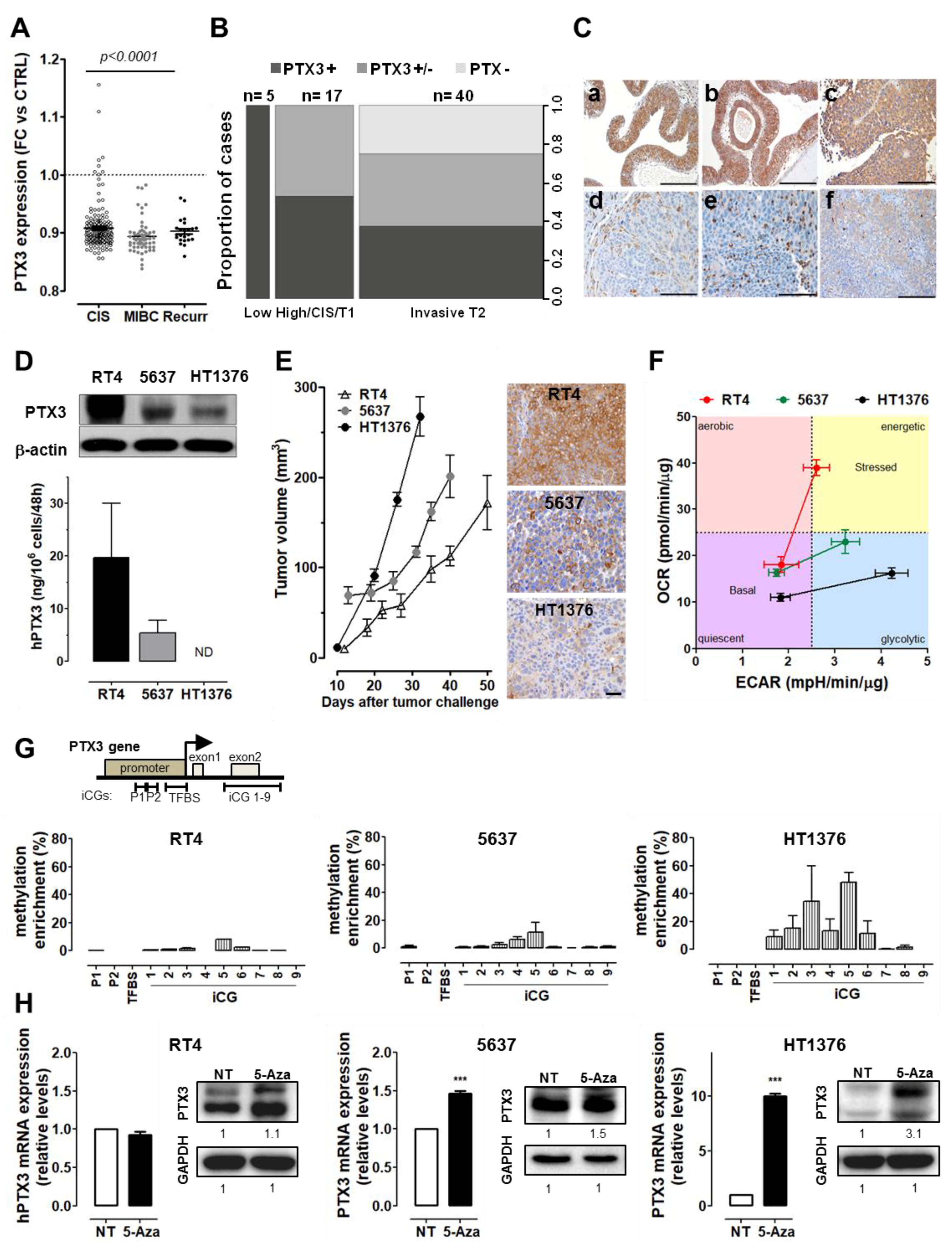 Cancers 11 01277 g001 Cancers 11 01277 g001