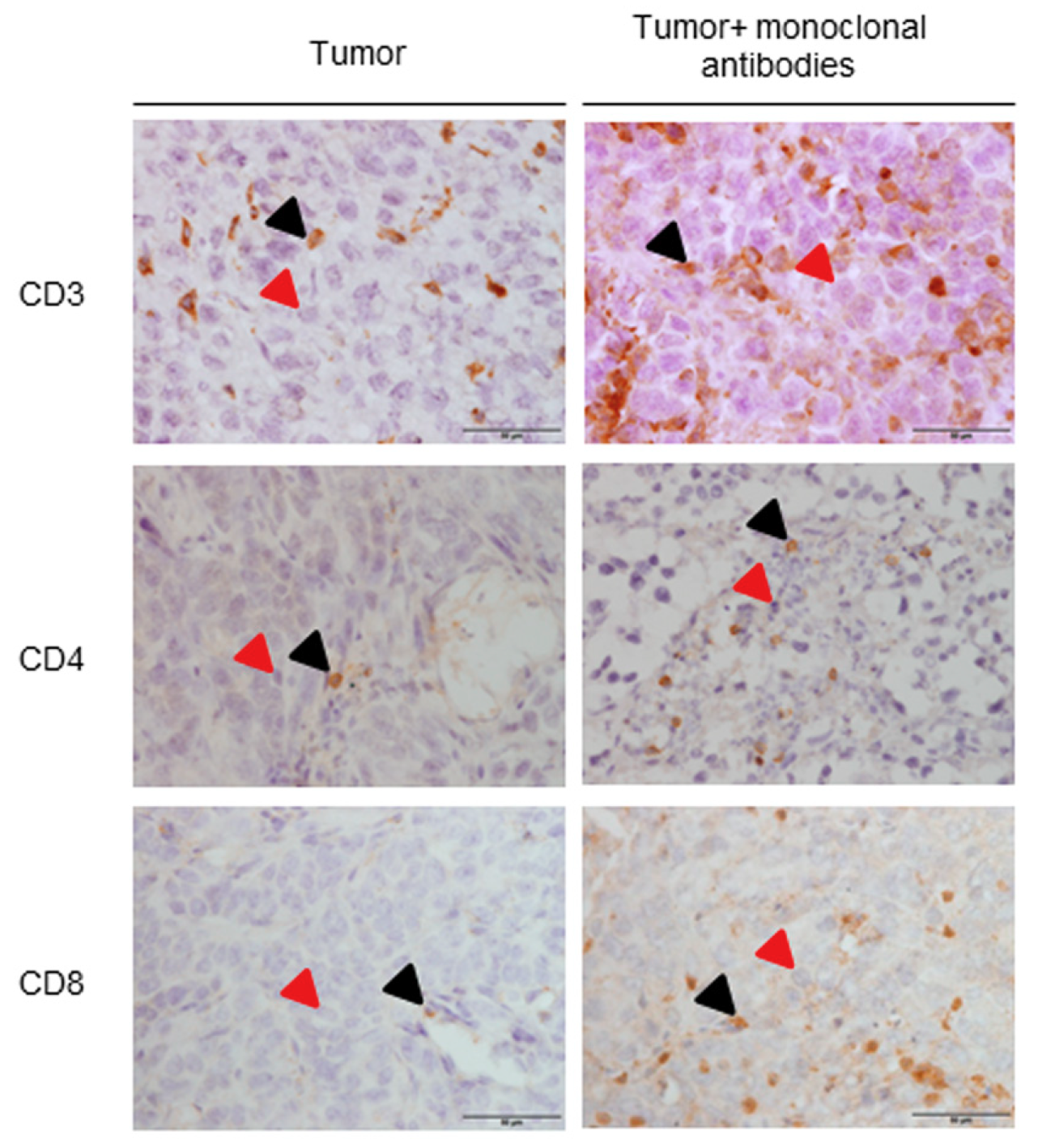 Cancers 11 01301 g003