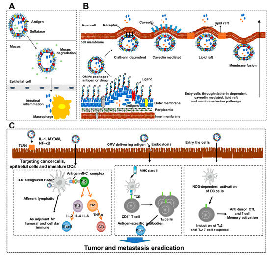 Cancers Free FullText Design of Outer Membrane Vesicles as Cancer