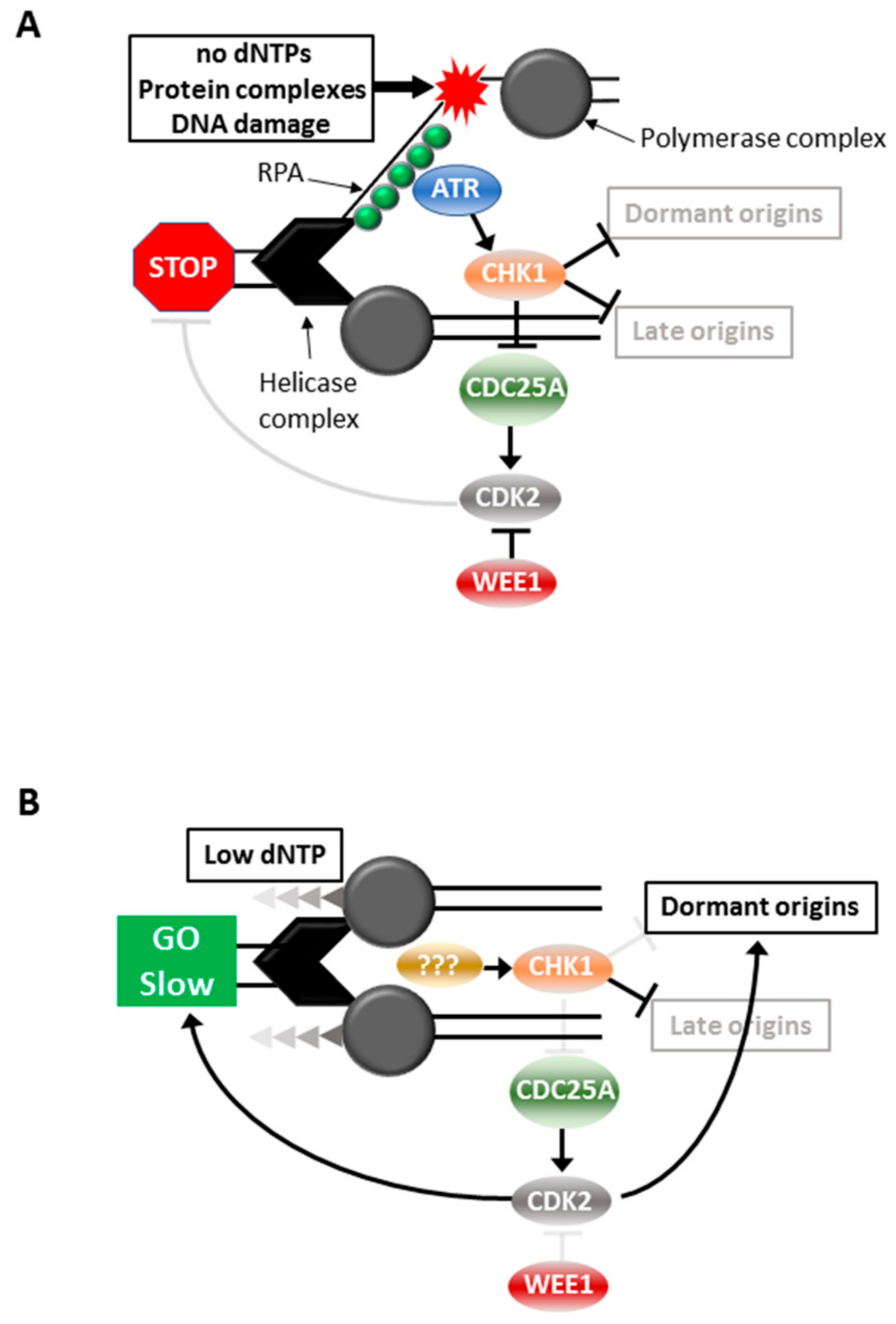 Cancers 11 01320 g001 Cancers 11 01320 g001
