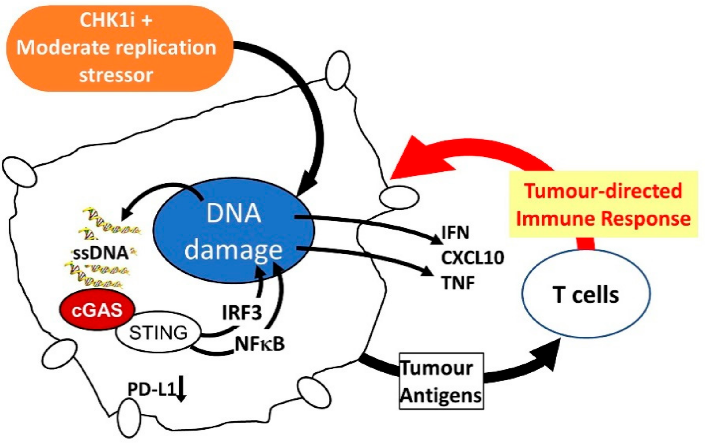 Cancers 11 01320 g004 Cancers 11 01320 g004