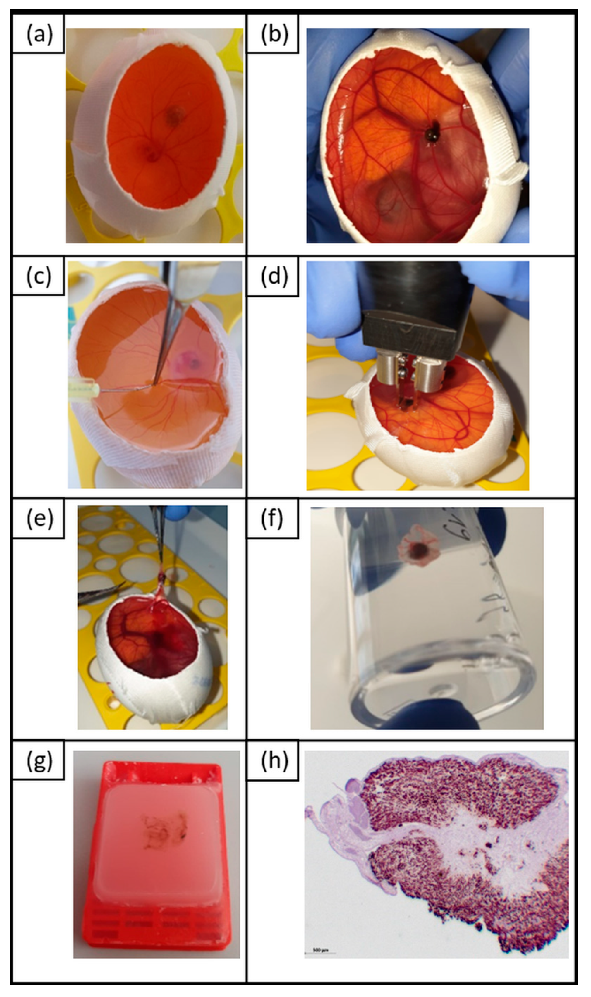 Cancers 11 01344 g008