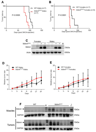 Estrogens Counteract Platinum-Chemosensitivity by Modifying