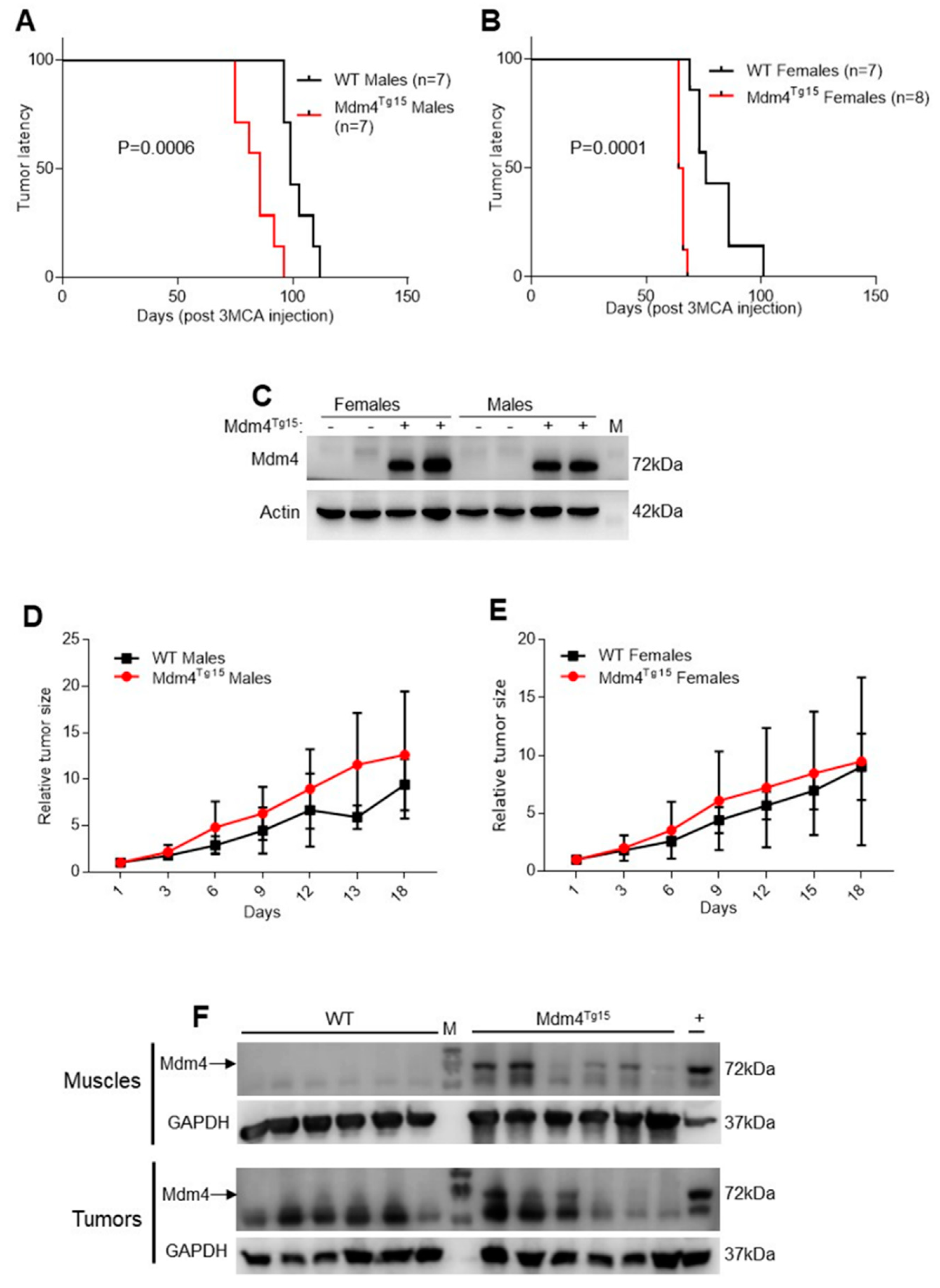 Estrogens Counteract Platinum-Chemosensitivity by Modifying Estrogens Counteract Platinum-Chemosensitivity by Modifying