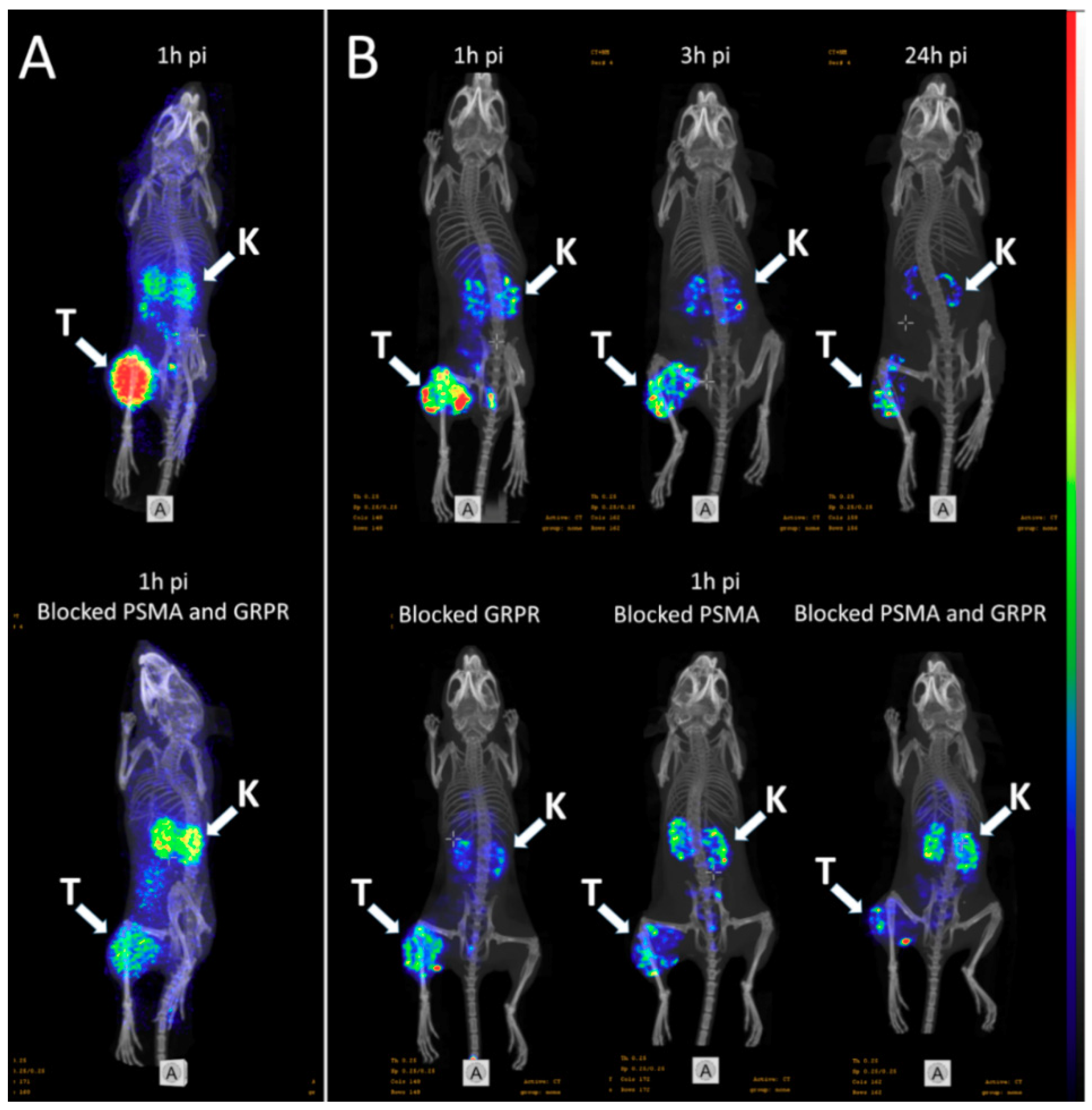 Cancers 11 01371 g004 Cancers 11 01371 g004