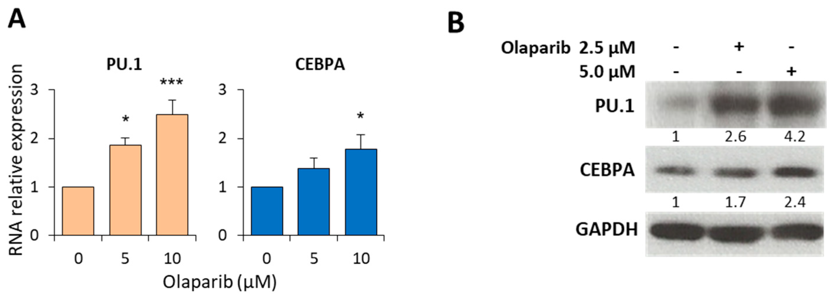 Cancers 11 01373 g005 Cancers 11 01373 g005