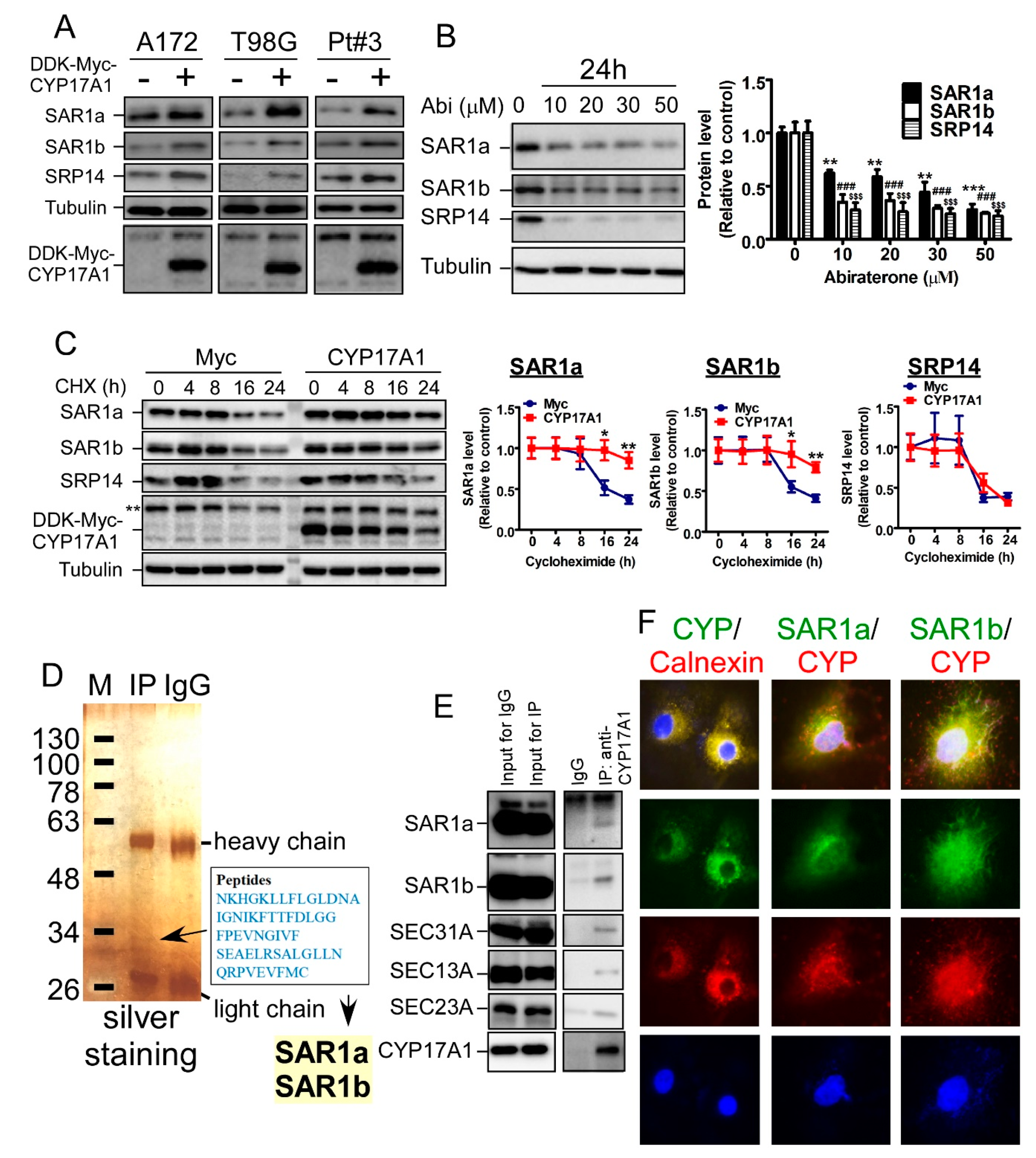 Cancers 11 01378 g004